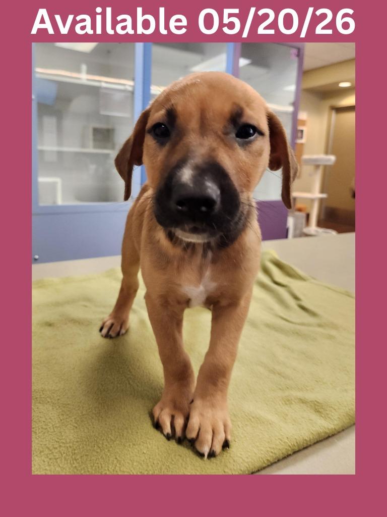 Dog Kennel #3, Adoptable, Puppy Female Labrador Retriever & Shepherd.