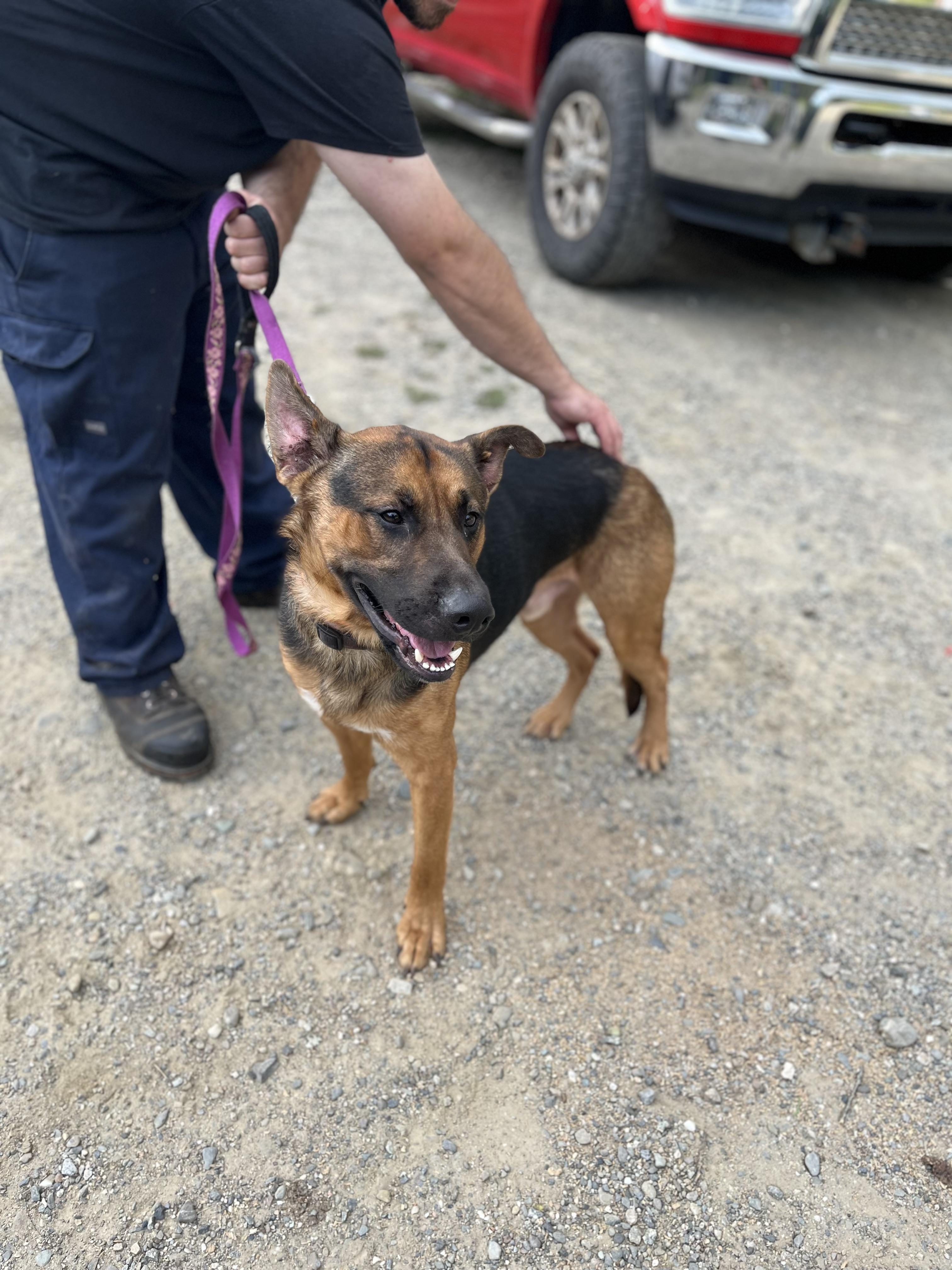 Tracker, Adopted, Adult Male German Shepherd Dog.