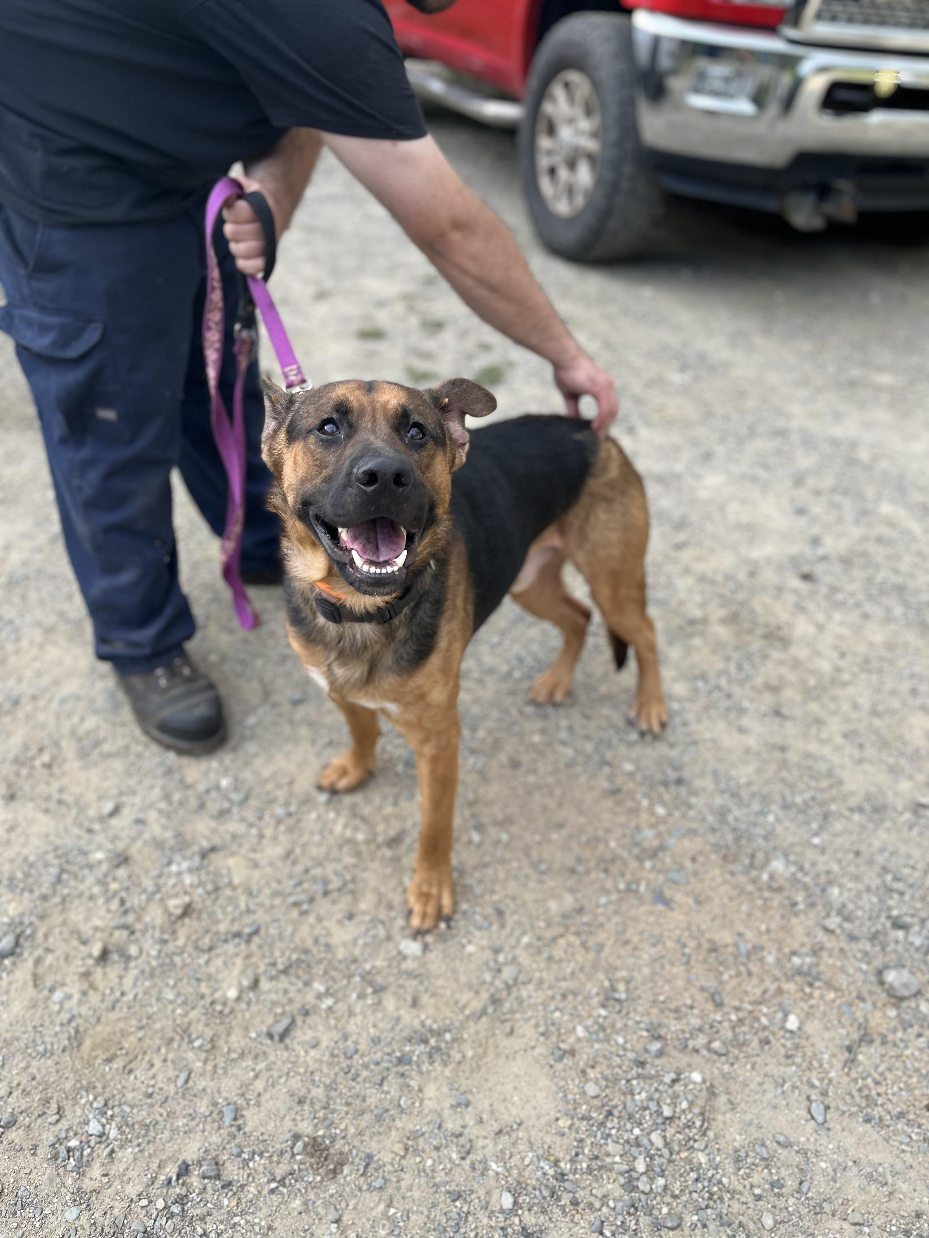 Tracker, a Adopted mixed breed in Stockton Springs, ME image 2/5