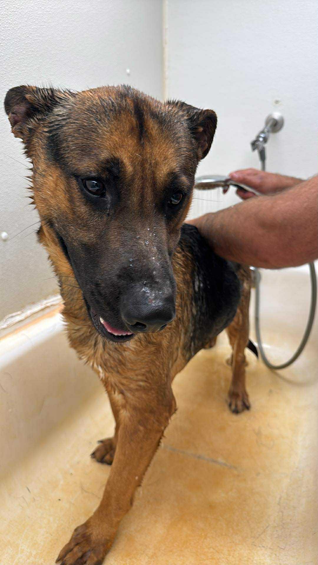 Tracker, Adopted, Adult Male German Shepherd Dog.