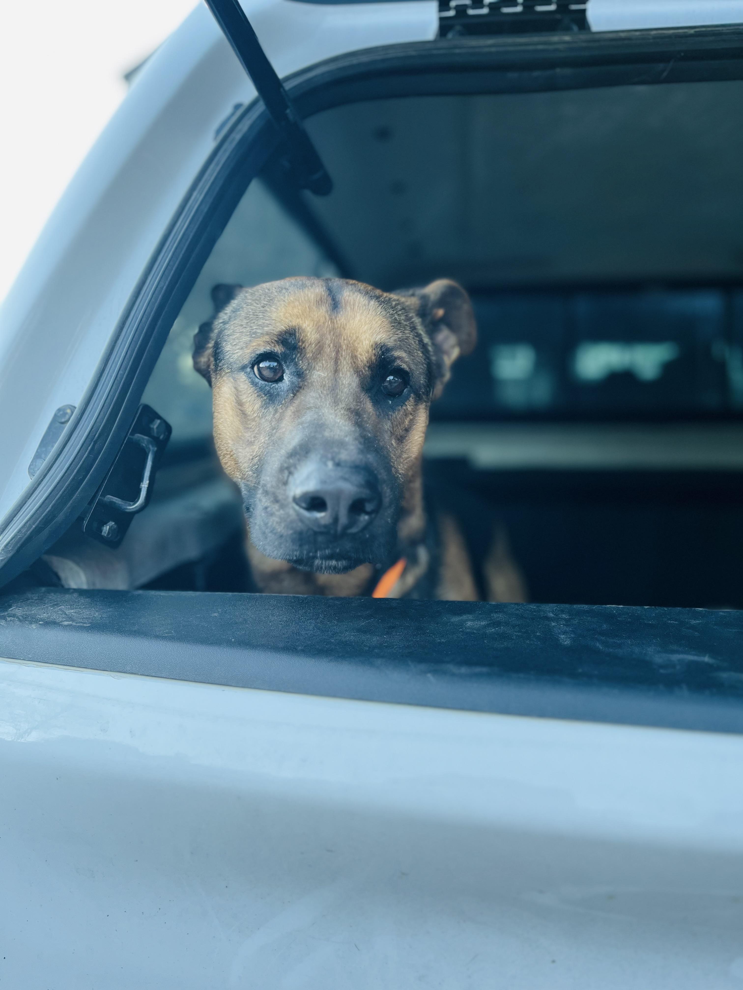 Tracker, a Adopted mixed breed in Stockton Springs, ME image 5/5