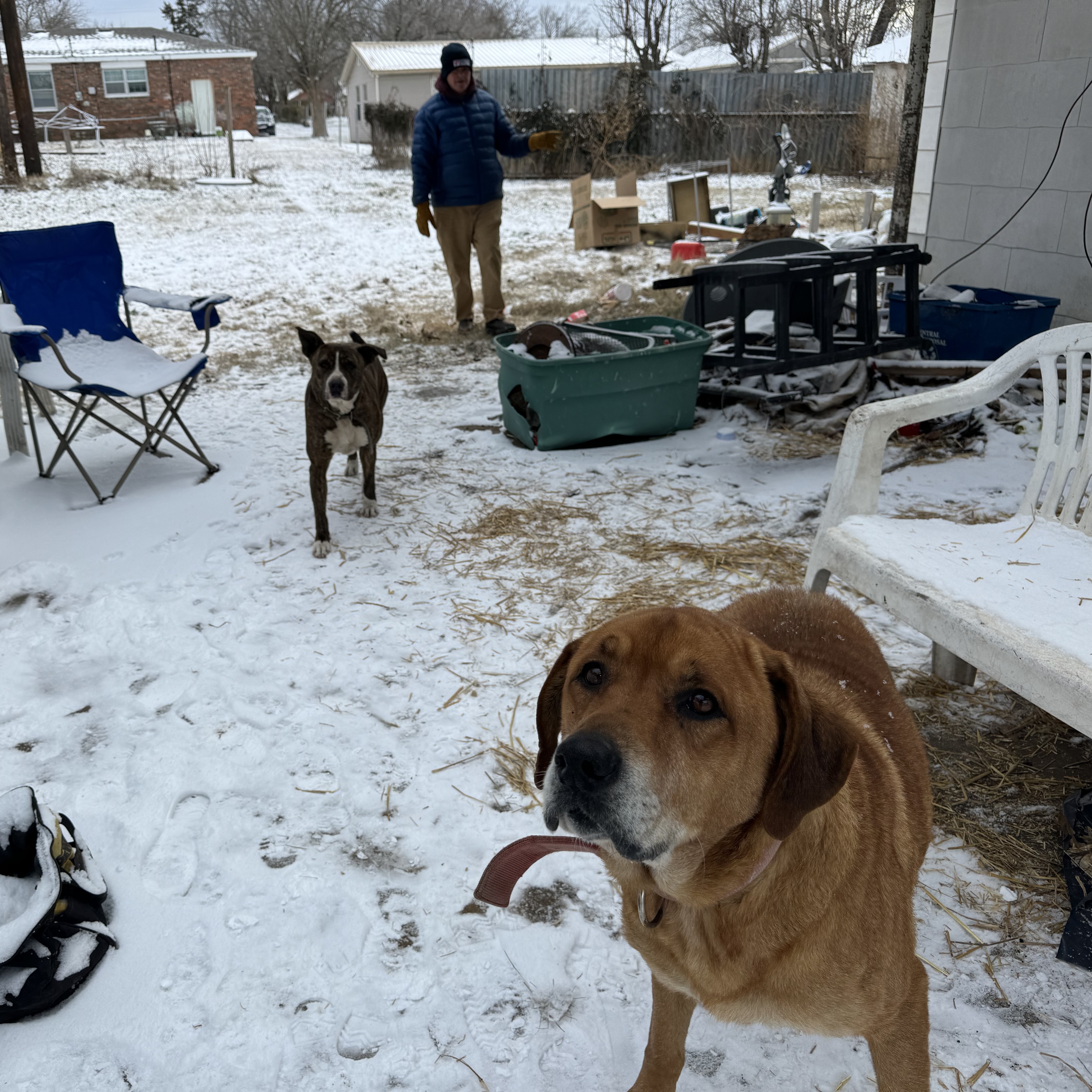 DIESEL, a Adoptable mixed breed in Shawnee, OK image 5/6