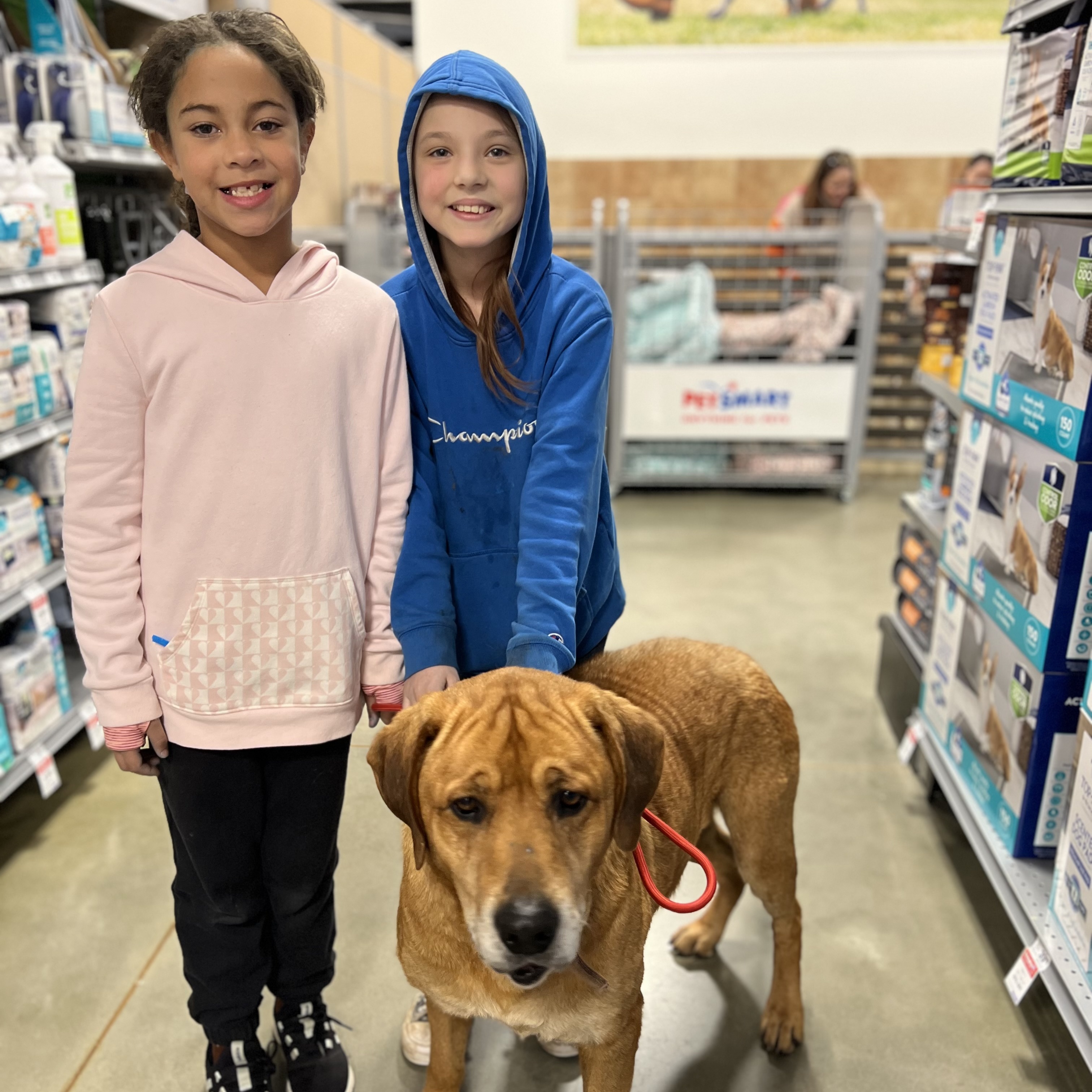 DIESEL, a Adoptable mixed breed in Shawnee, OK image 3/6