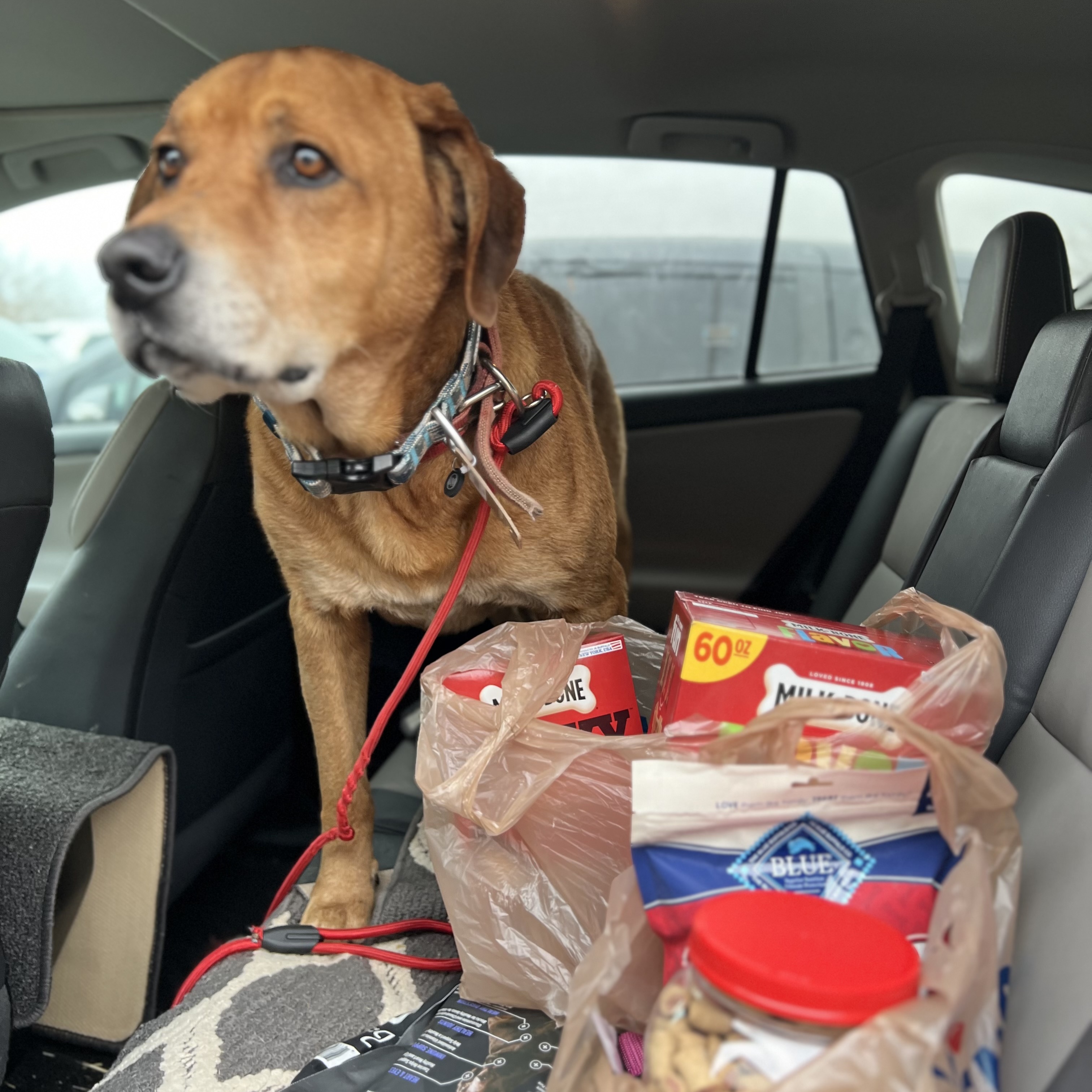 DIESEL, a Adoptable mixed breed in Shawnee, OK image 2/6