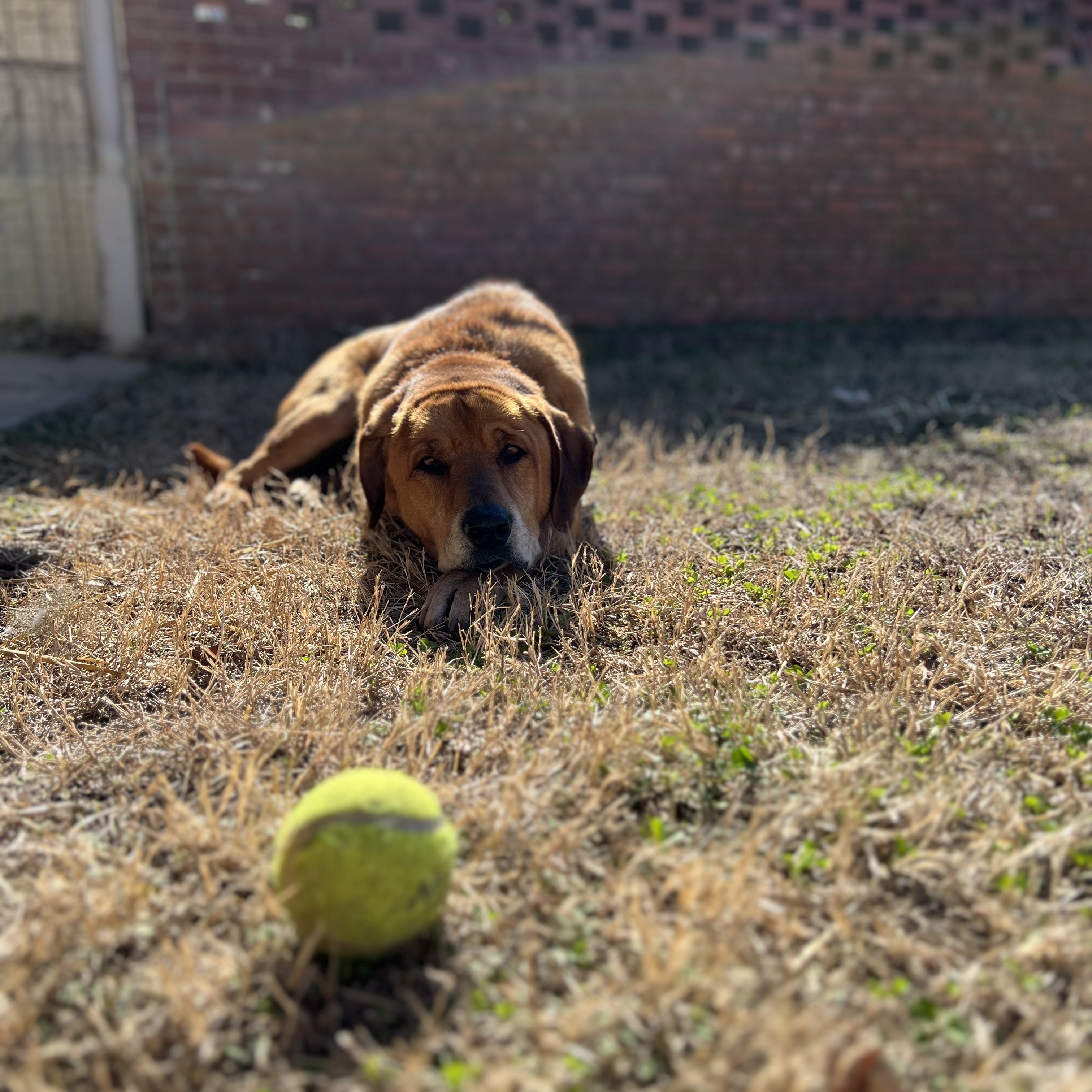 DIESEL, a Adoptable mixed breed in Shawnee, OK image 4/6