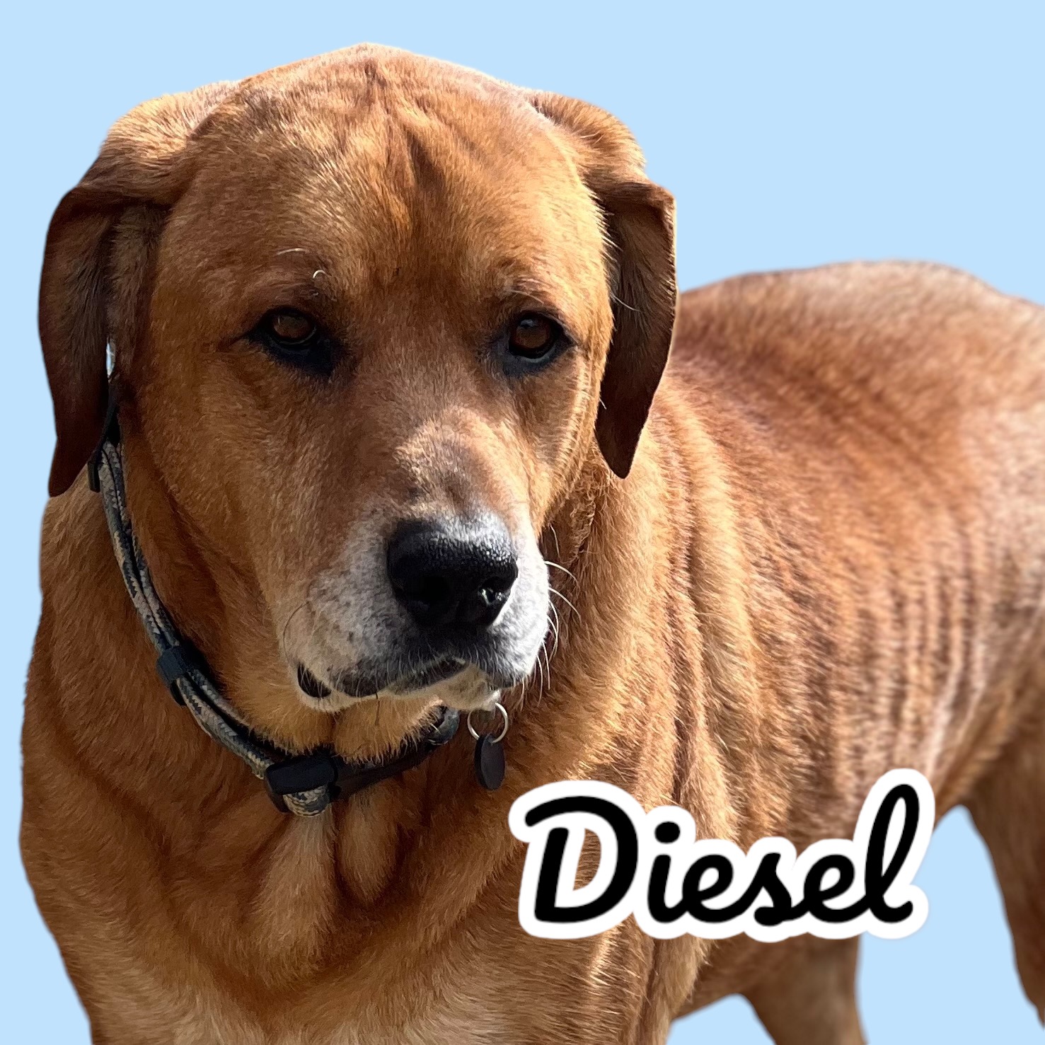 DIESEL, a Adoptable mixed breed in Shawnee, OK image 1/6