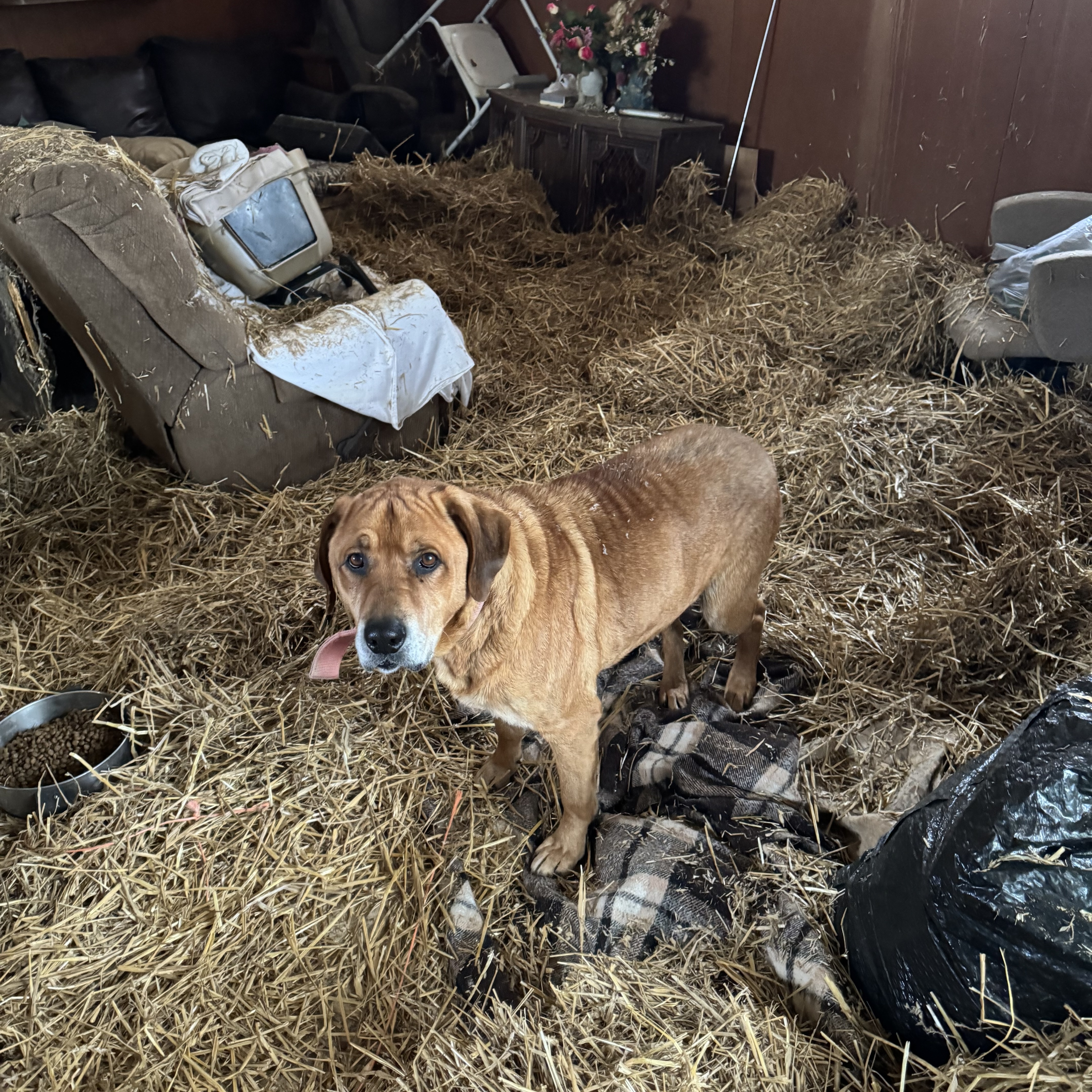 DIESEL, a Adoptable mixed breed in Shawnee, OK image 6/6