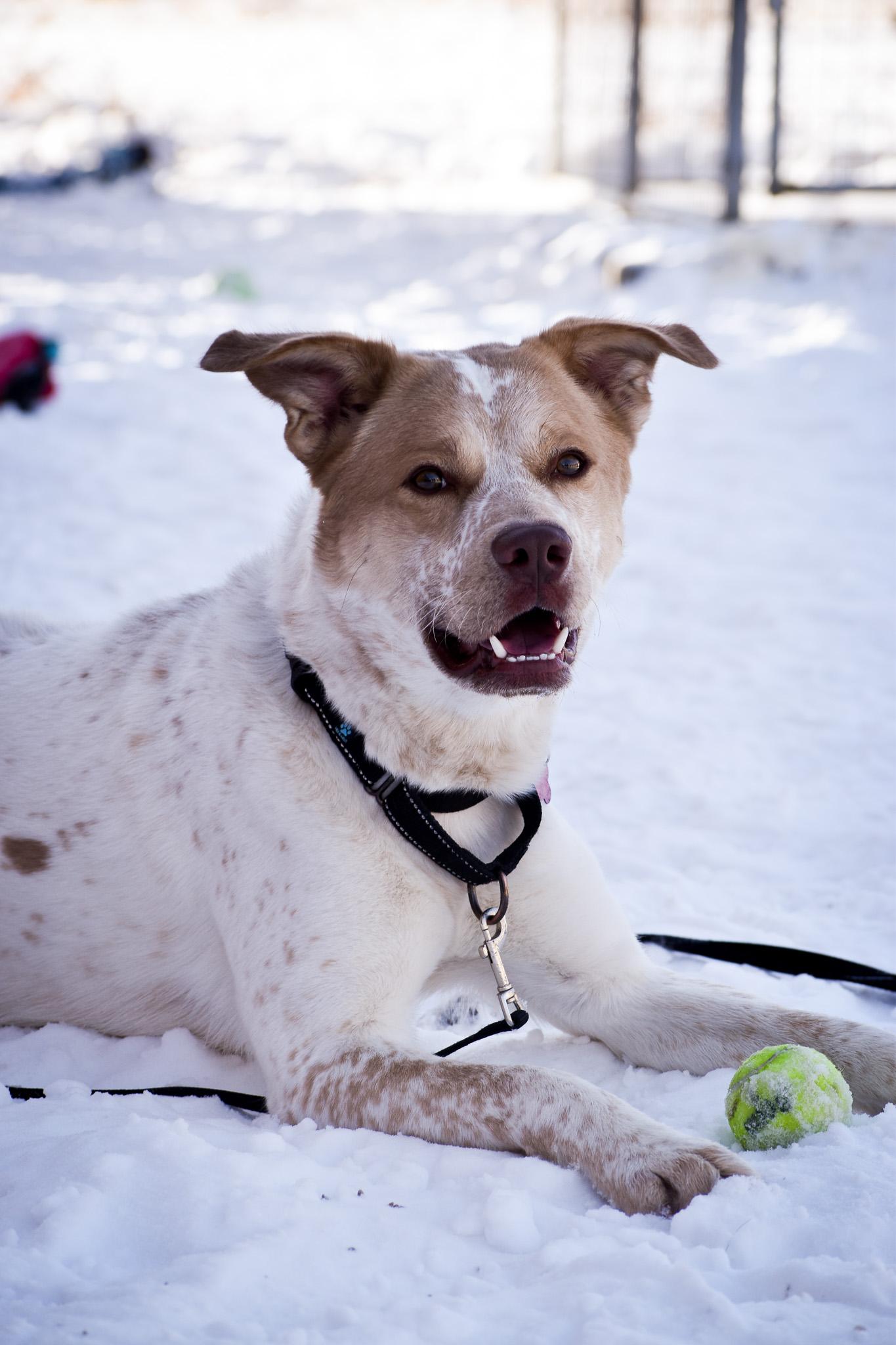 Zeus, Adult Male Mixed Breed