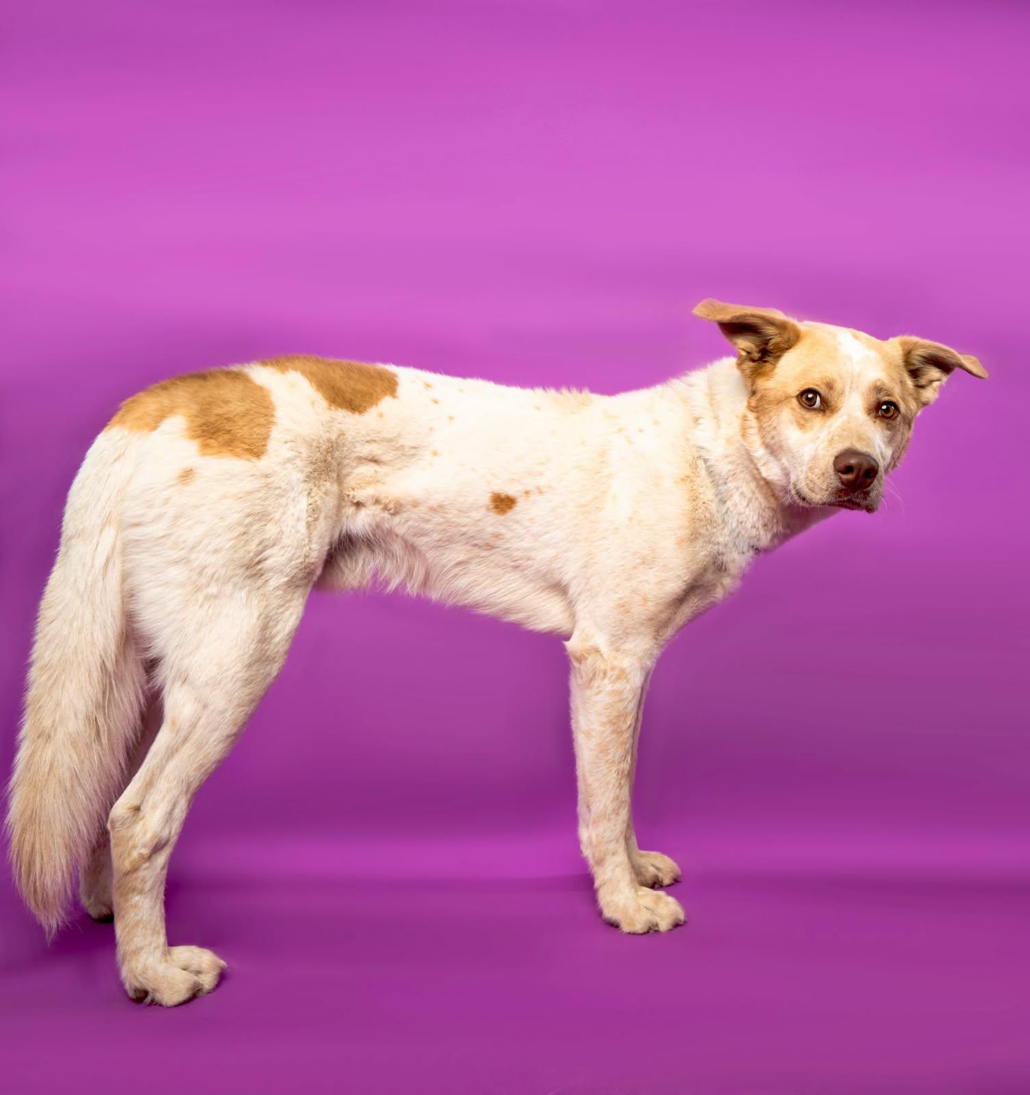 Zeus, an adoptable Mixed Breed in Buena Vista, CO, 81211 | Photo Image 2