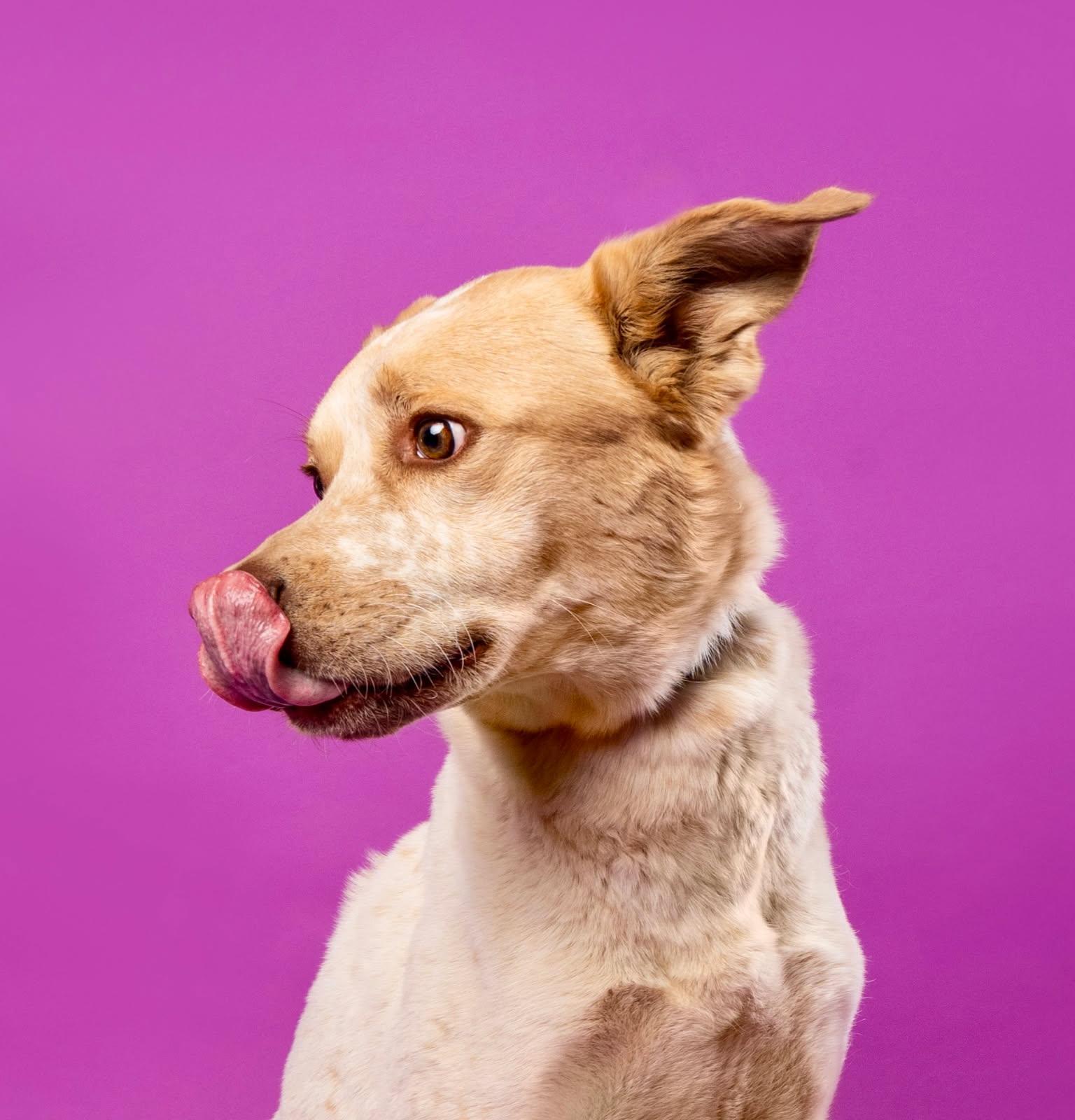 Zeus, an adoptable Mixed Breed in Buena Vista, CO, 81211 | Photo Image 1