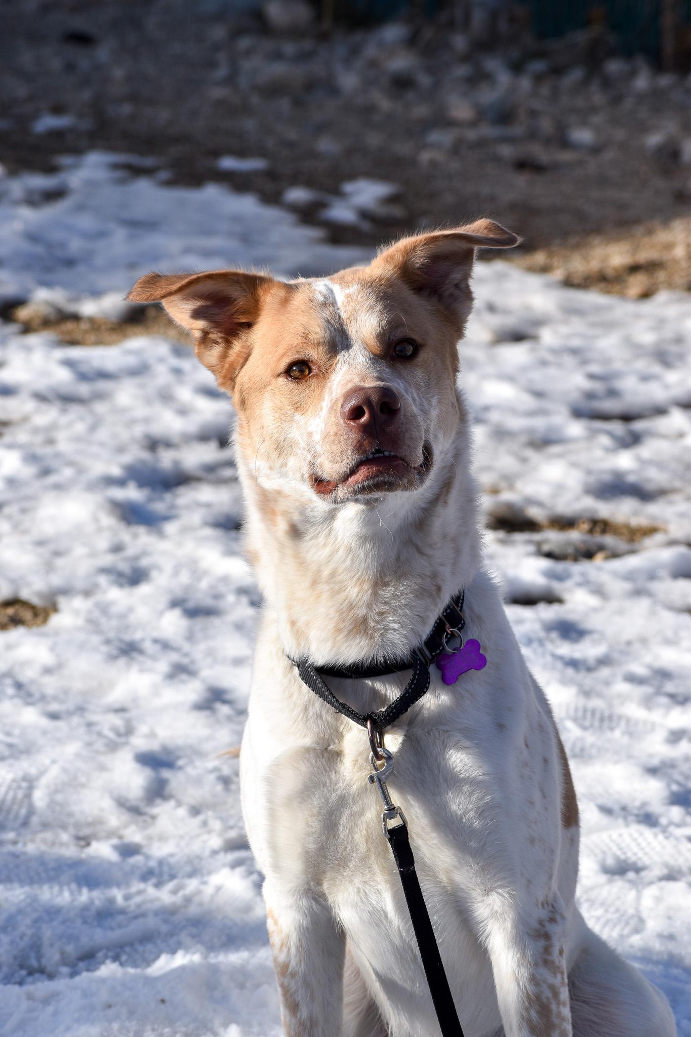 Zeus, an adoptable Mixed Breed in Buena Vista, CO, 81211 | Photo Image 4