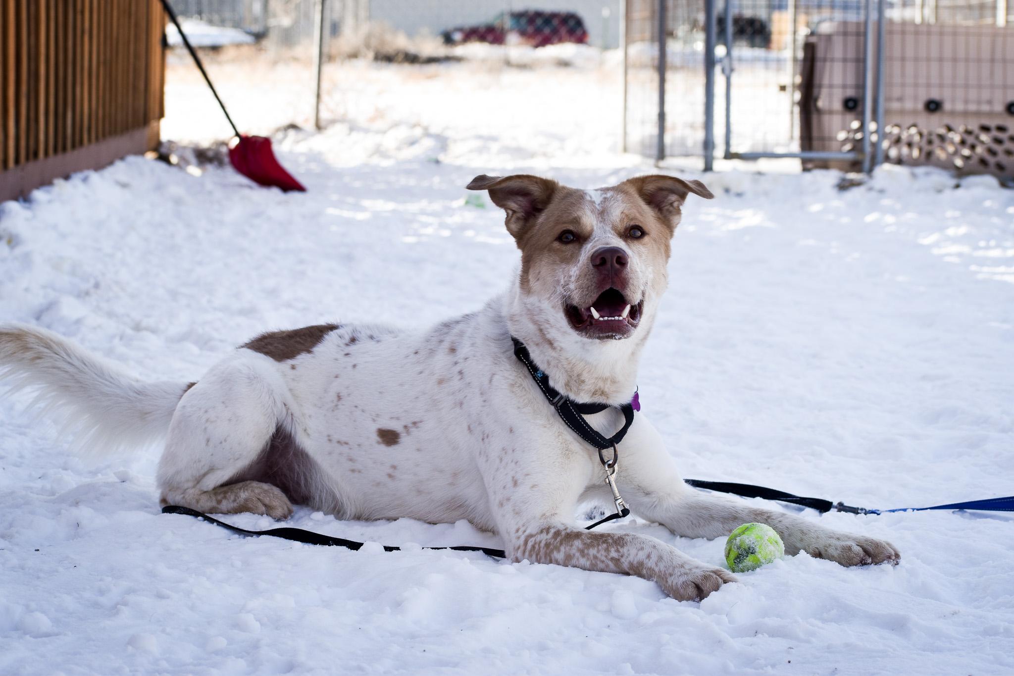 Zeus, an adoptable Mixed Breed in Buena Vista, CO, 81211 | Photo Image 6