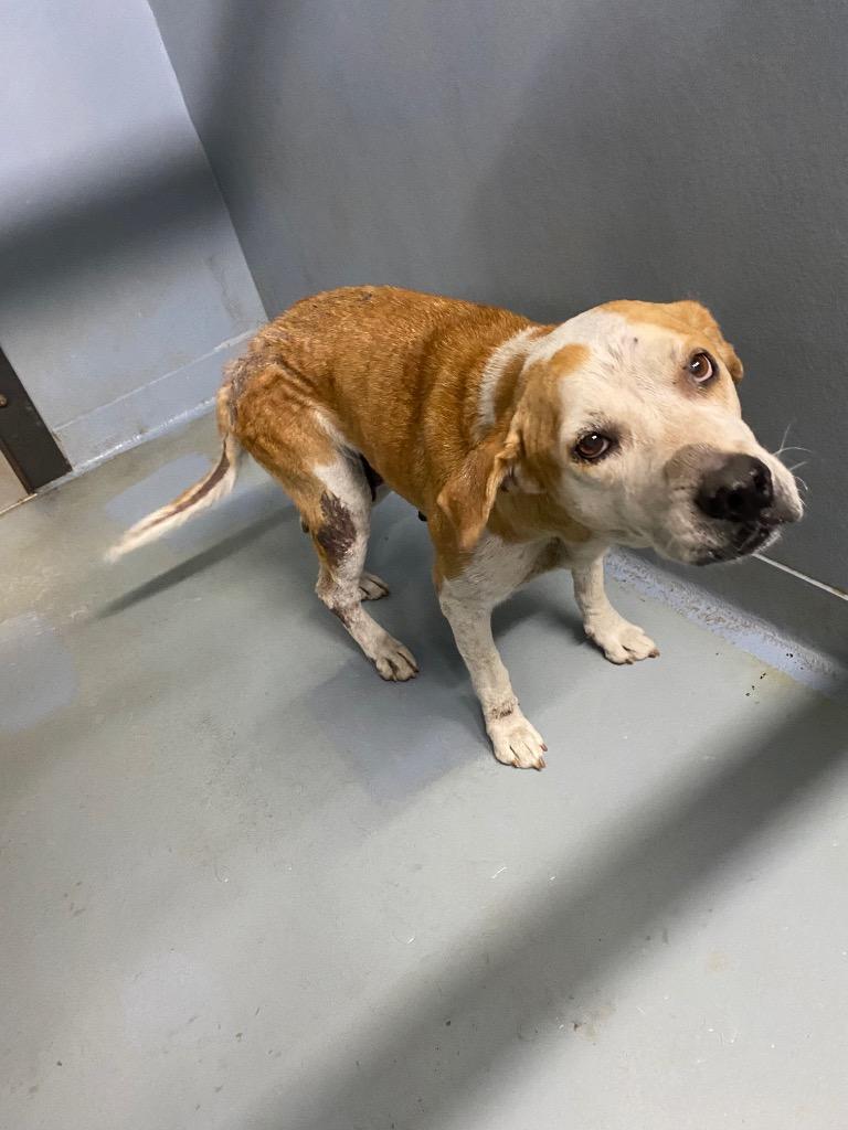 Missy, Adoptable, Adult Female Mixed Breed.