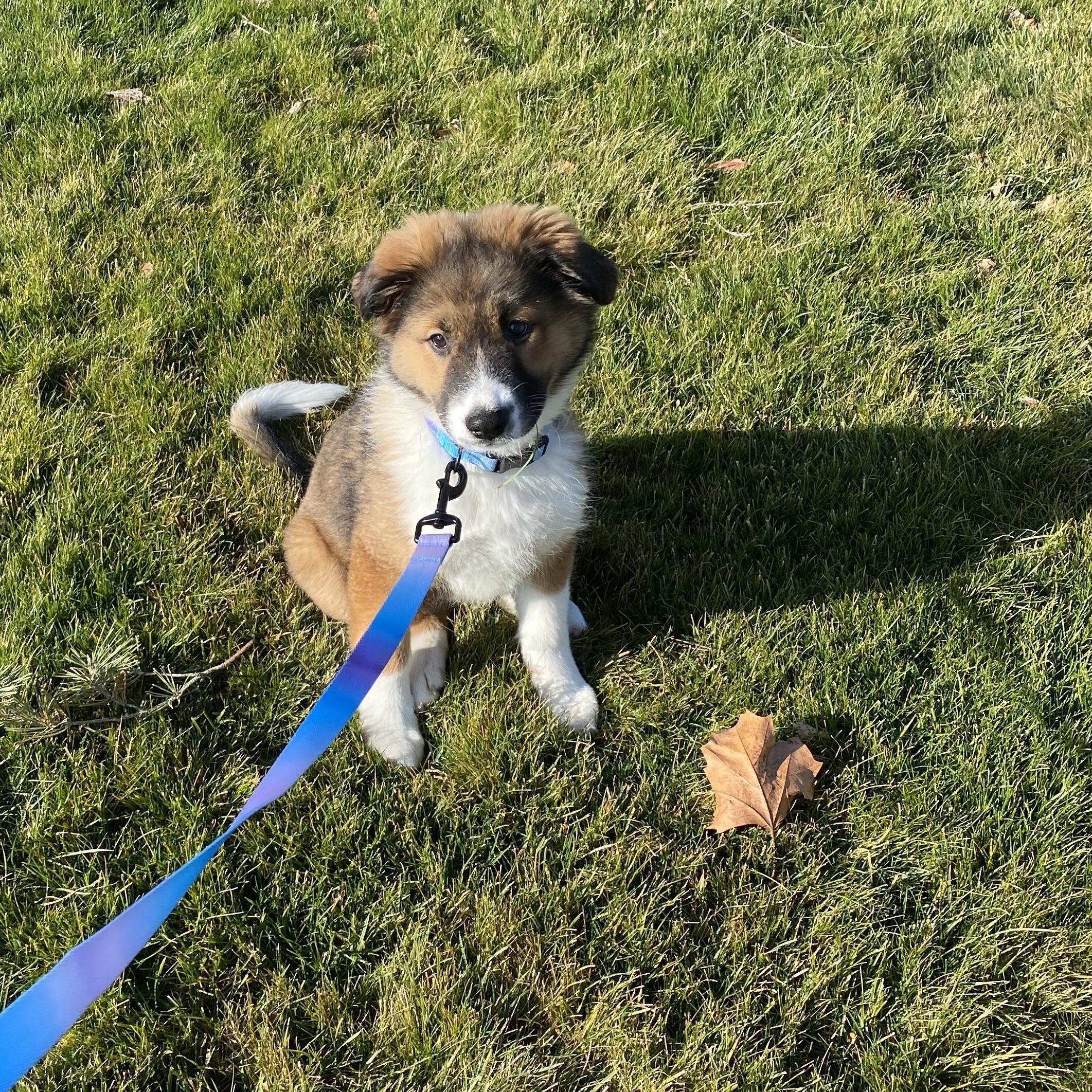 Orphan Annie , an adoptable mixed breed in Pasco, WA image 4/6