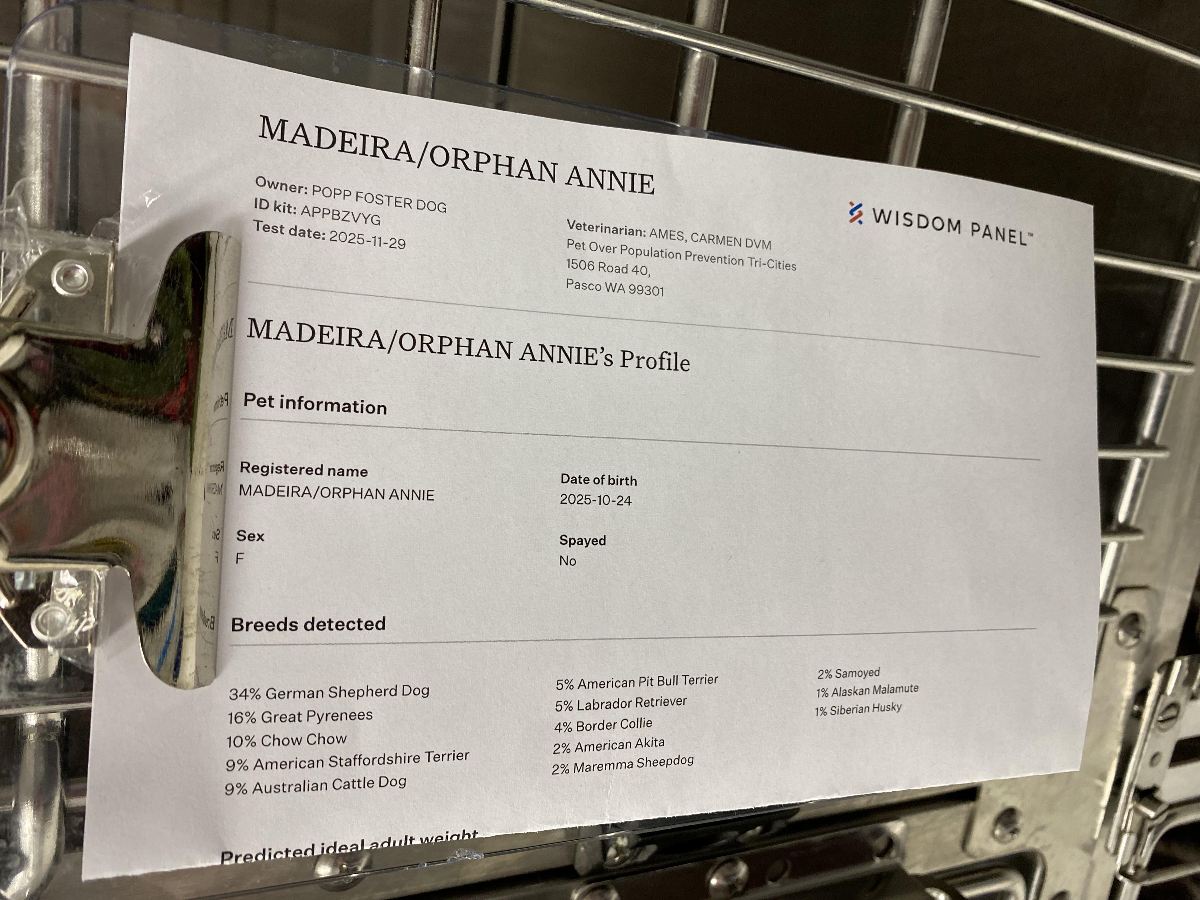 Orphan Annie , an adoptable mixed breed in Pasco, WA image 2/6