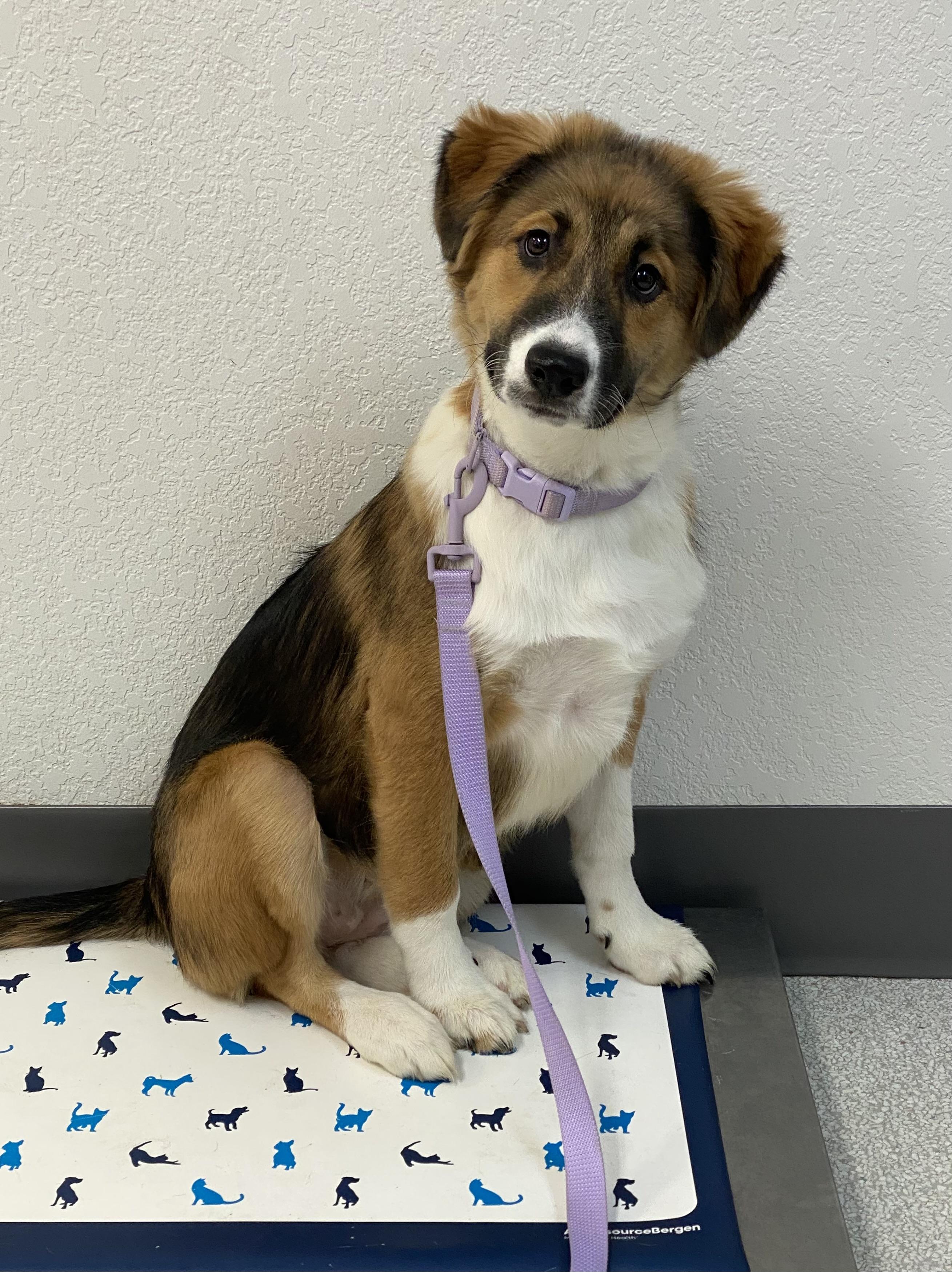 Enlarge Orphan Annie , an adoption pending mixed breed in Pasco, WA image 1/6