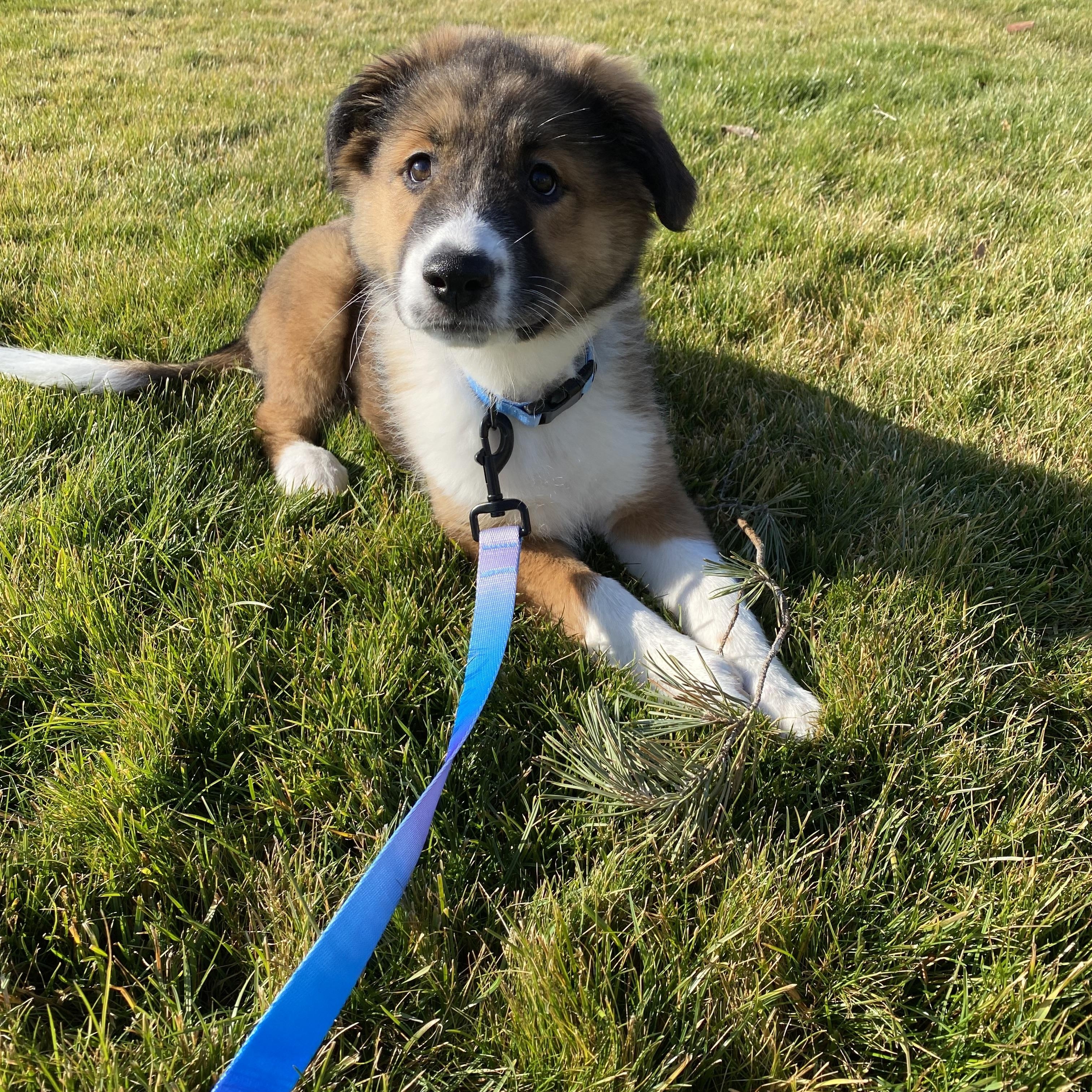 Orphan Annie , an adoptable mixed breed in Pasco, WA image 3/6