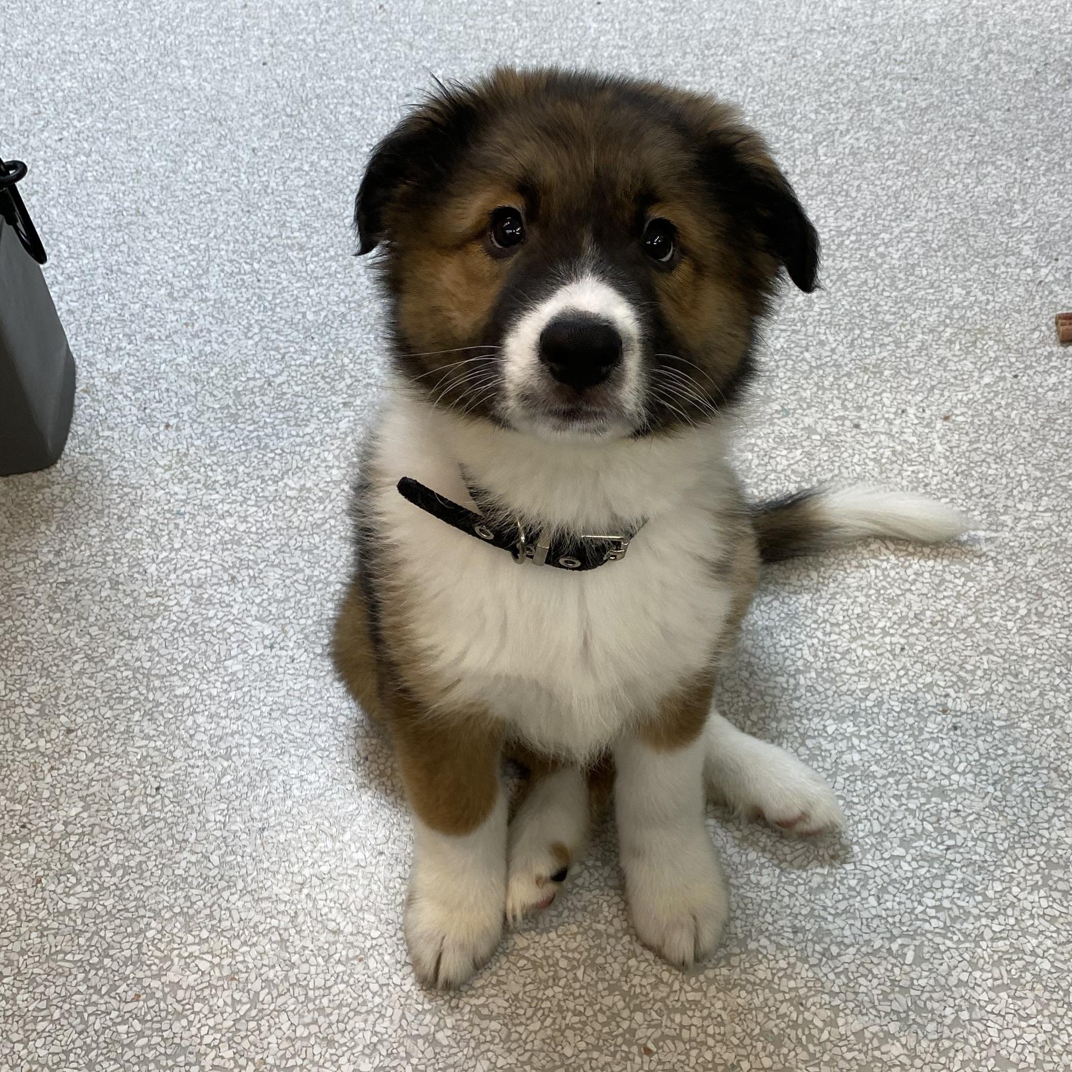 Orphan Annie , an adoptable mixed breed in Pasco, WA image 1/6