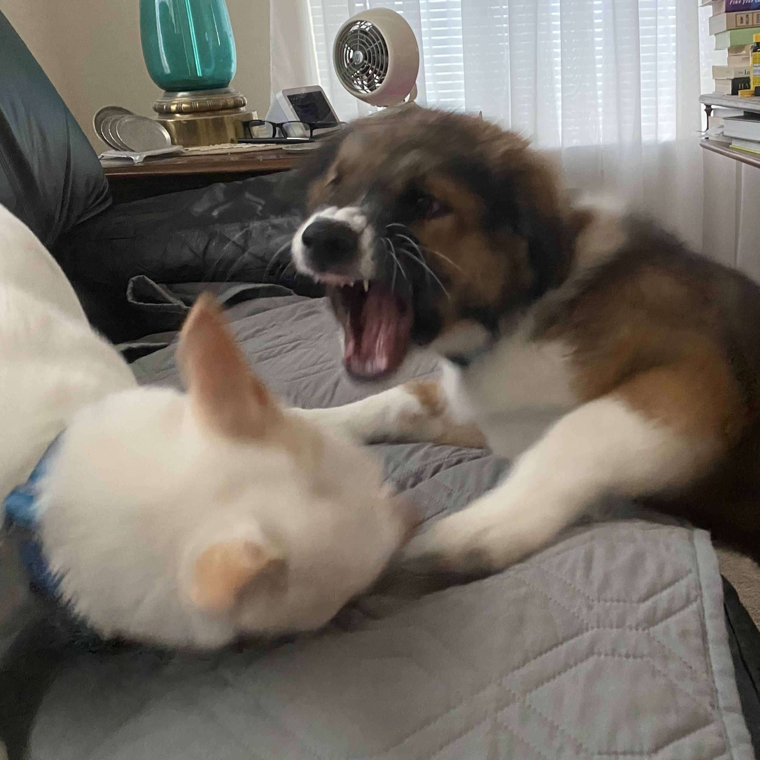 Orphan Annie , an adoptable mixed breed in Pasco, WA image 5/6