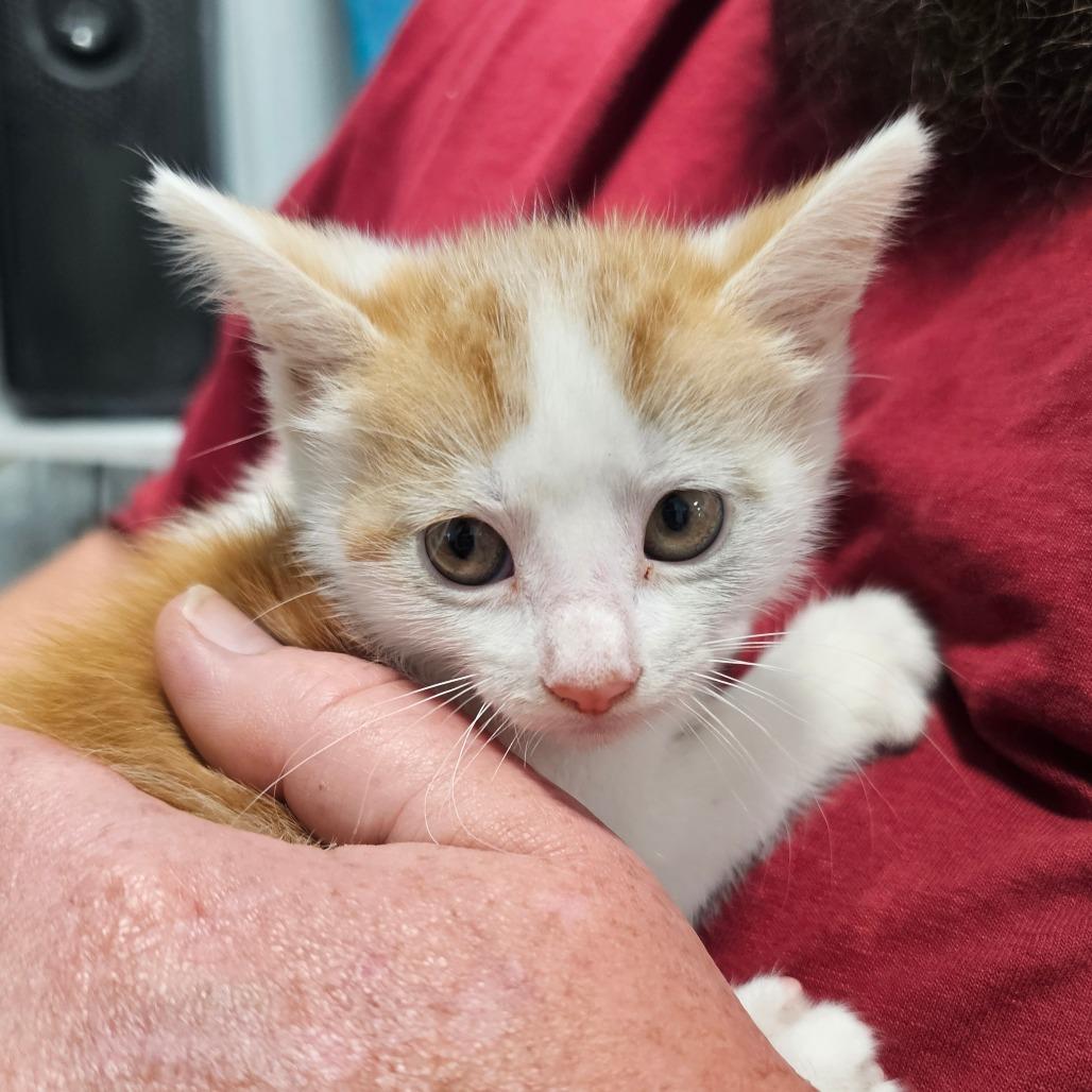 Ruby, Adoptable, Young Female Domestic Short Hair.