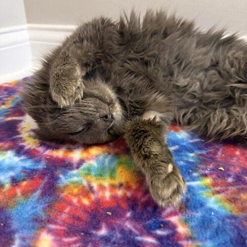 Enlarge Elmo, a Adoptable Domestic Long Hair in Fishers, IN image 1/5