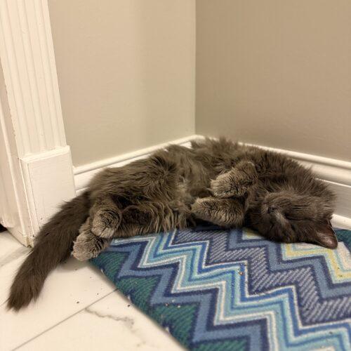 Enlarge Elmo, a Adoptable Domestic Long Hair in Fishers, IN image 2/5