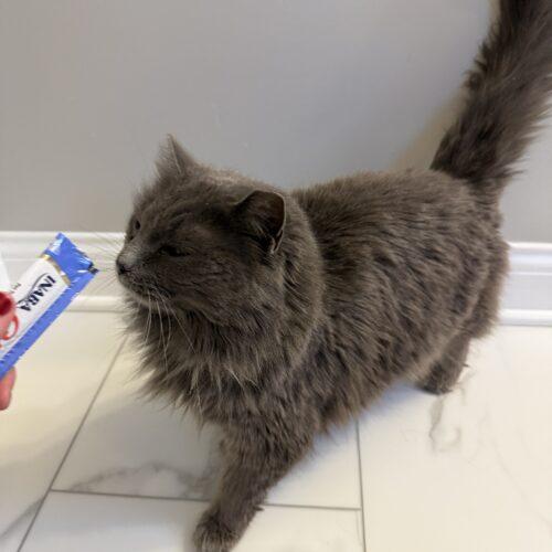 Enlarge Elmo, a Adoptable Domestic Long Hair in Fishers, IN image 3/5