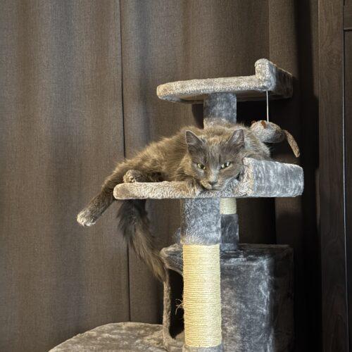 Enlarge Elmo, a Adoptable Domestic Long Hair in Fishers, IN image 4/5