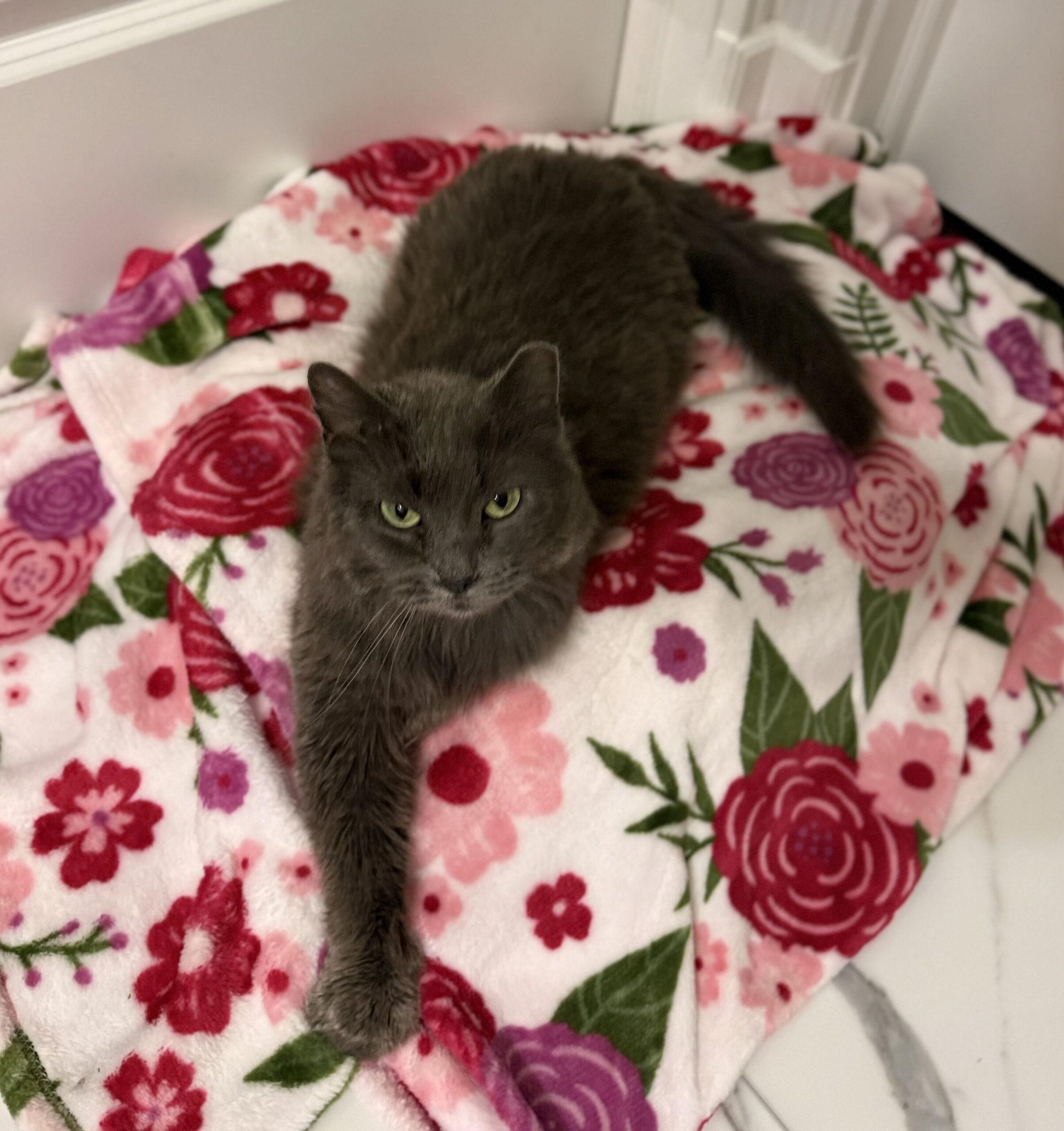 Enlarge Elmo, a Adoptable Domestic Long Hair in Fishers, IN image 5/5