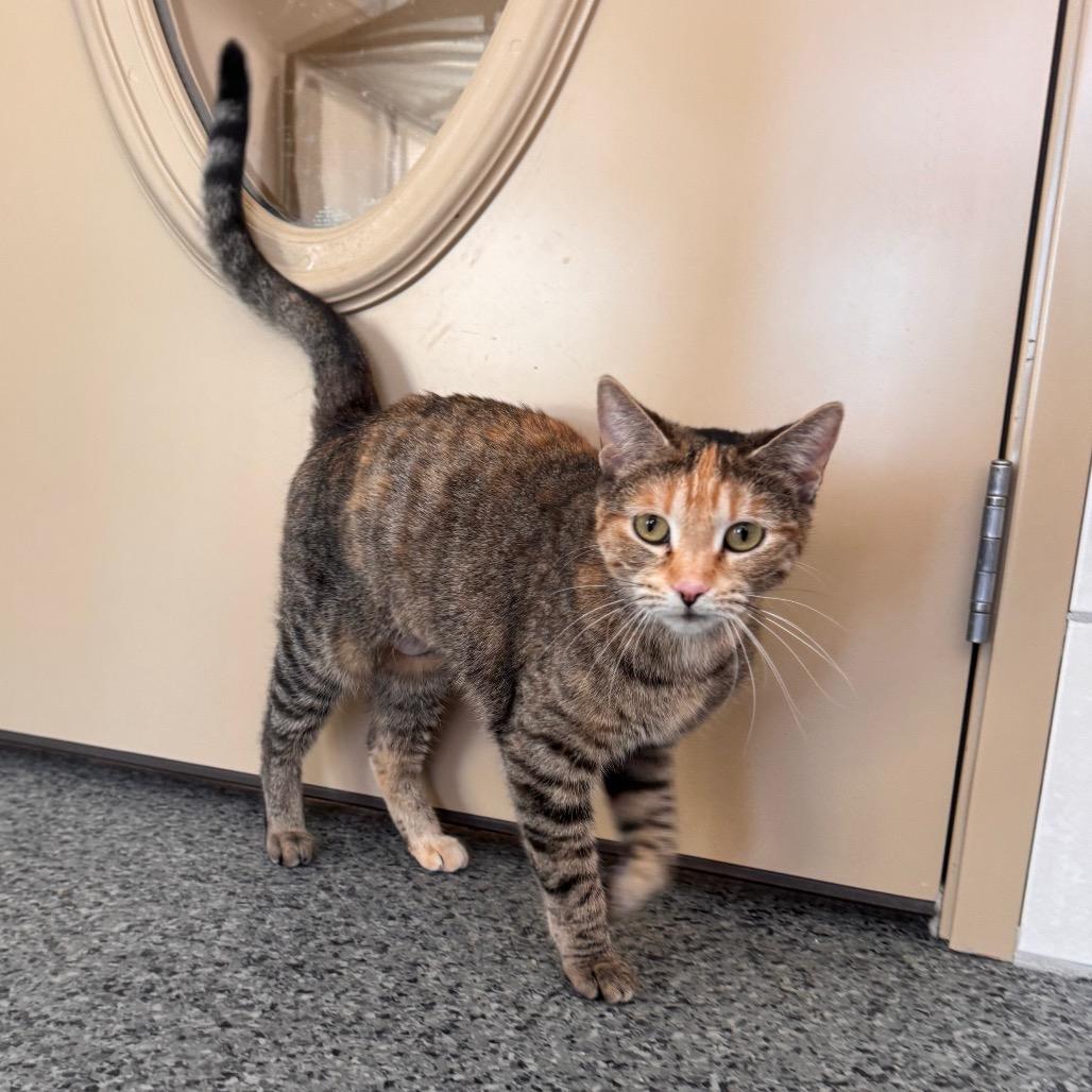 Venus, Adoptable, Adult Female Domestic Short Hair.