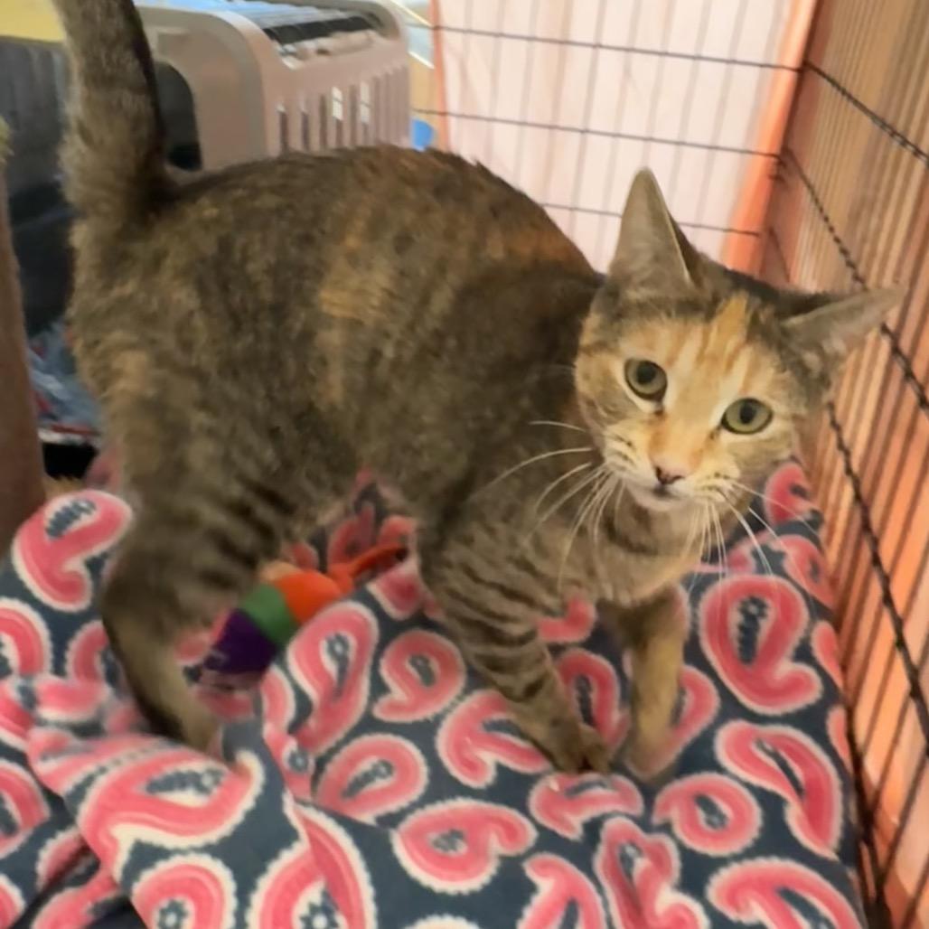 Venus, a Adoptable Domestic Short Hair in Mondovi, WI image 2/3