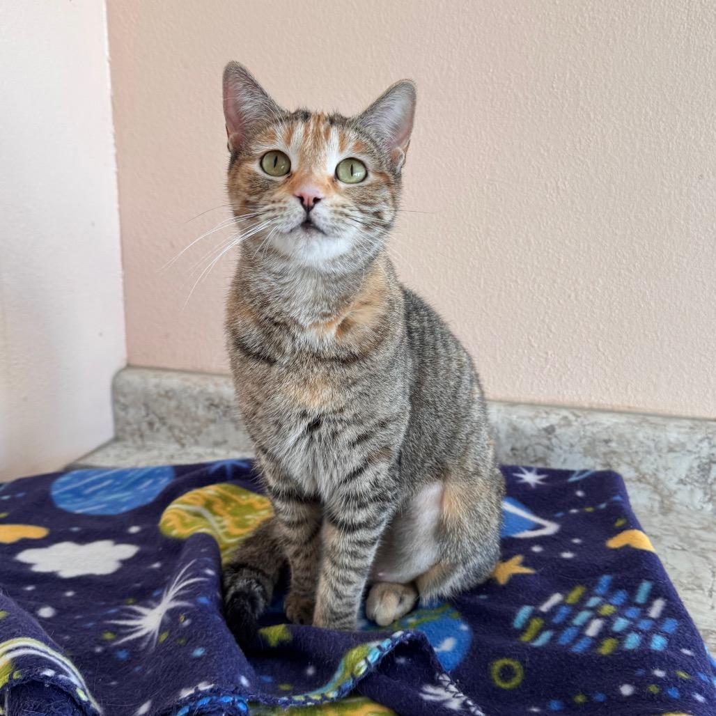 Venus, a Adoptable Domestic Short Hair in Mondovi, WI image 3/3