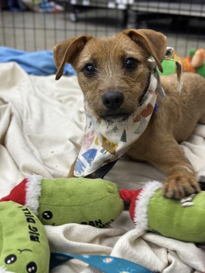 Kita, Adoptable, Young Female Mixed Breed & Mixed Breed.