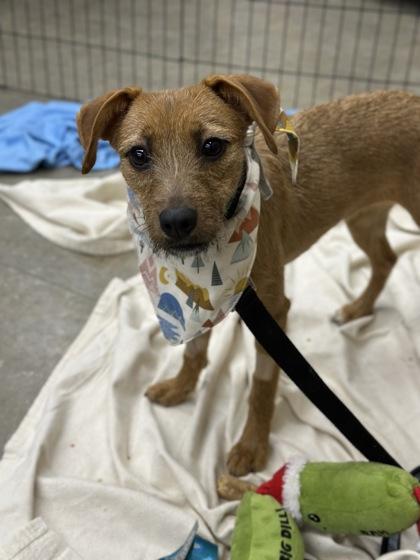 Kita, adopted, Young Female Mixed Breed & Mixed Breed.