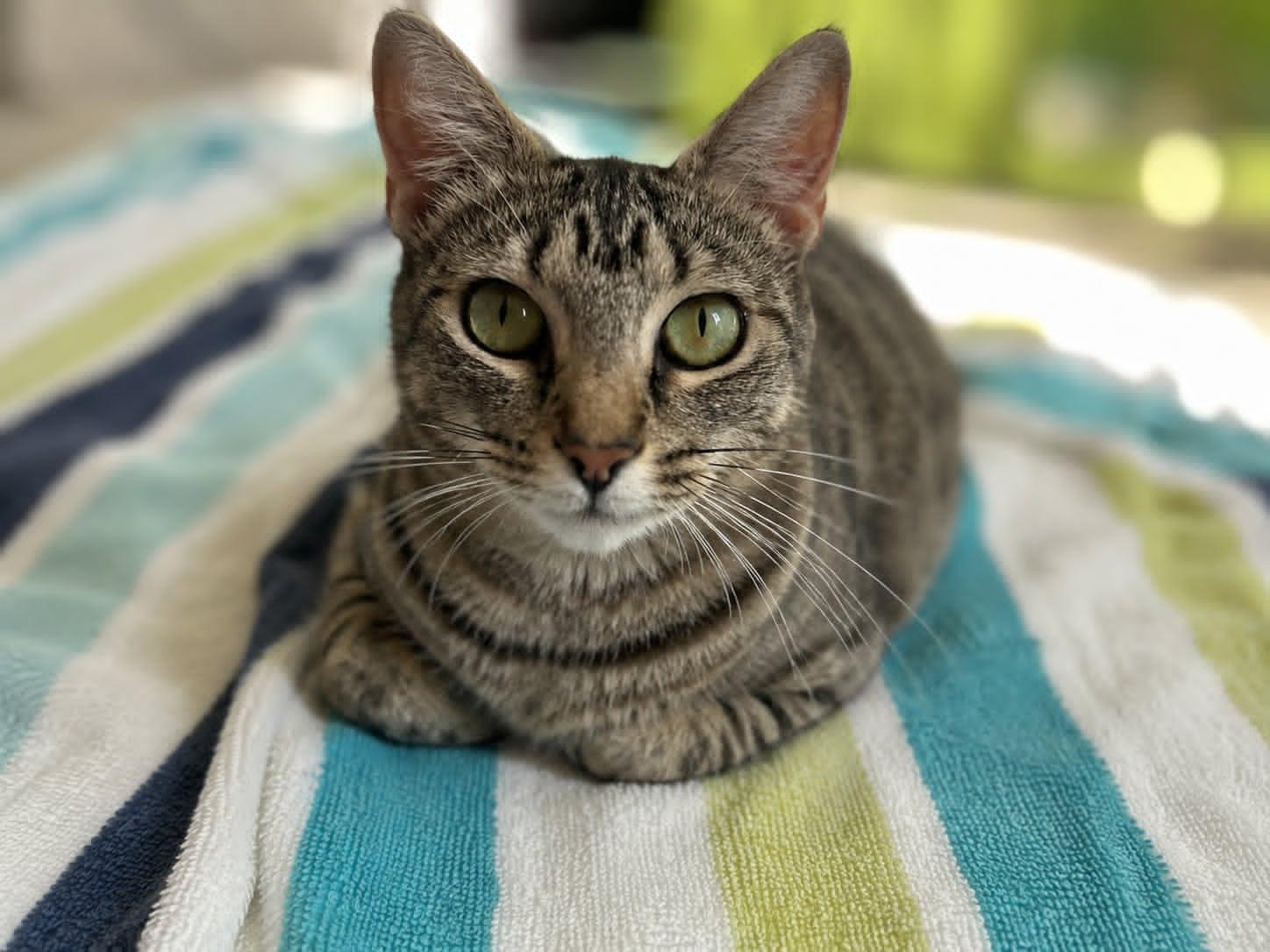 Lumi, a ADOPTABLE Domestic Short Hair in Sanford, NC image 2/5