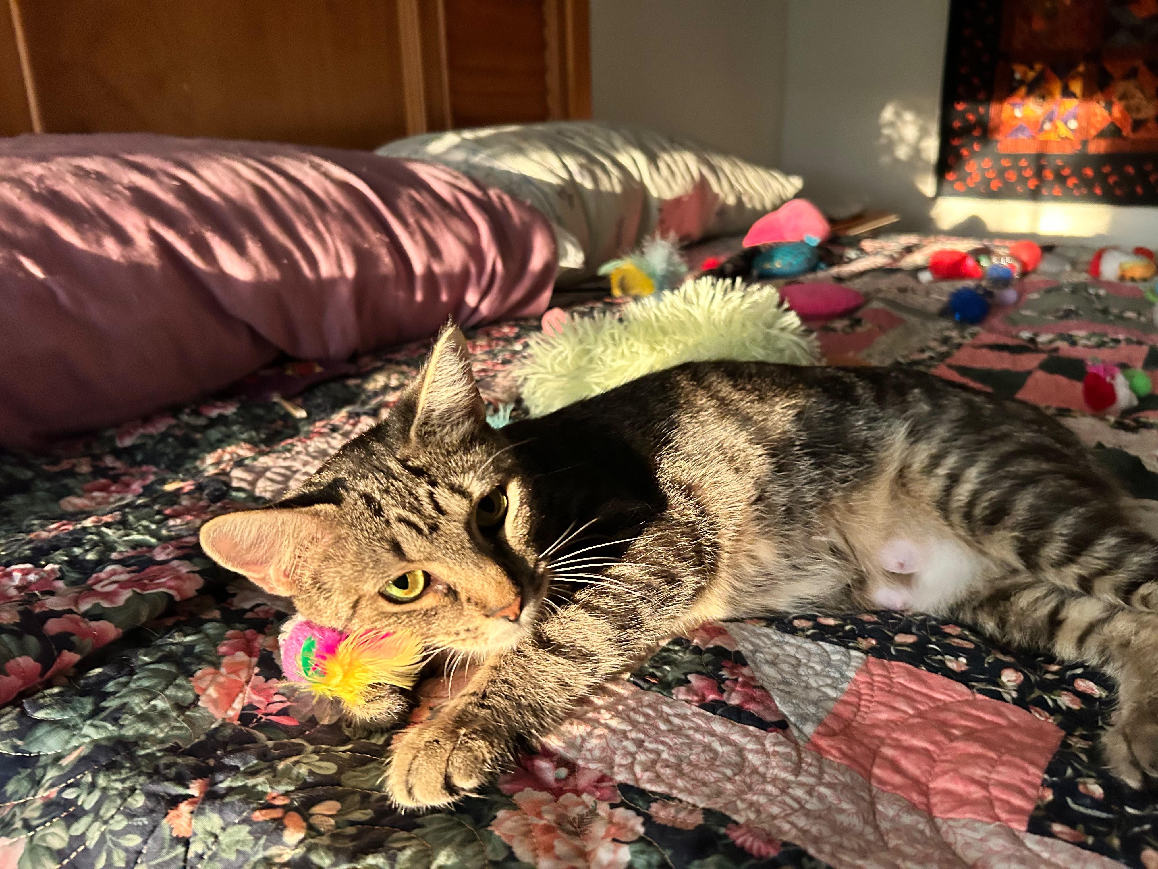 Lumi, a ADOPTABLE Domestic Short Hair in Sanford, NC image 3/5