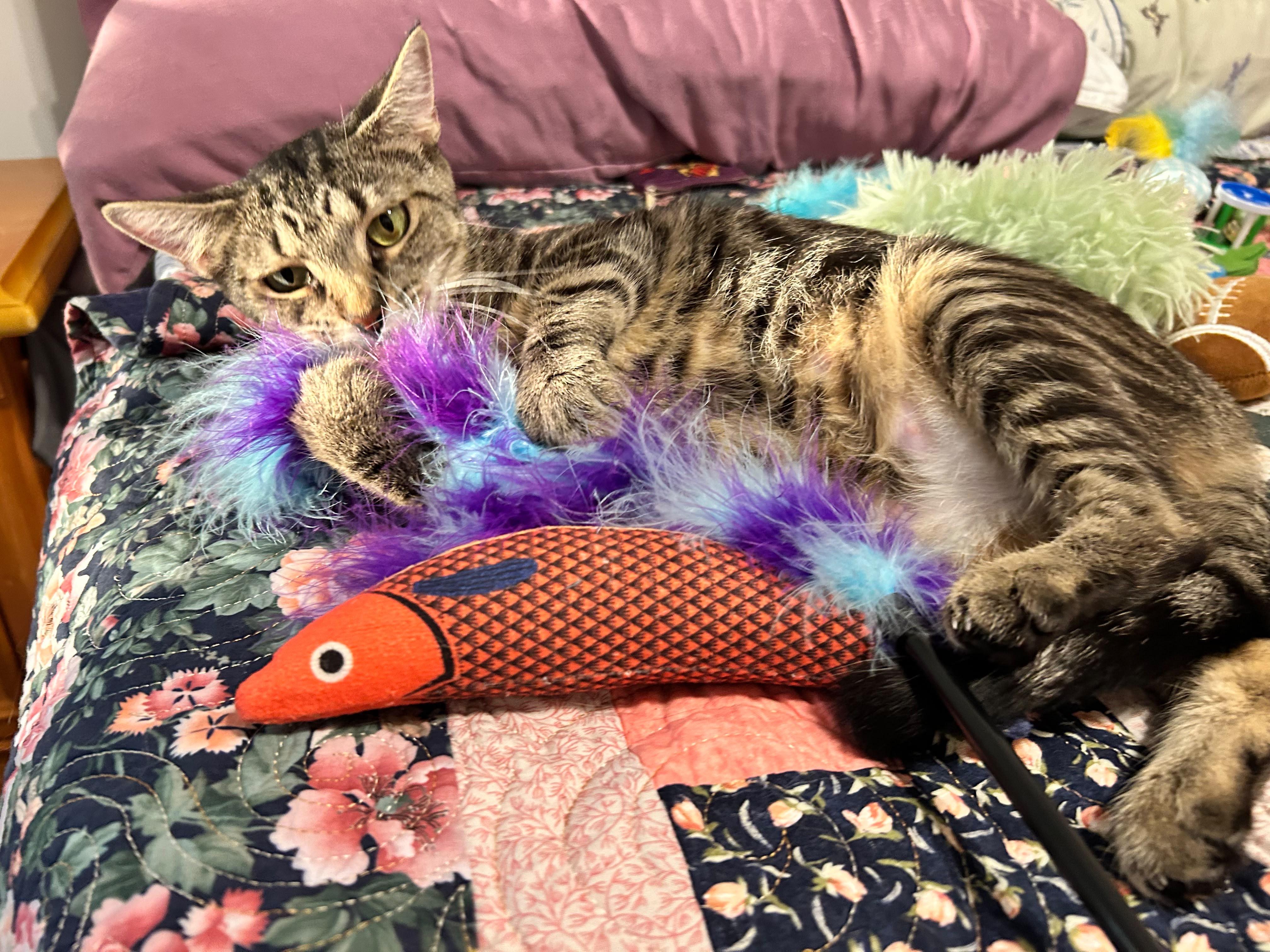 Lumi, a ADOPTABLE Domestic Short Hair in Sanford, NC image 4/5
