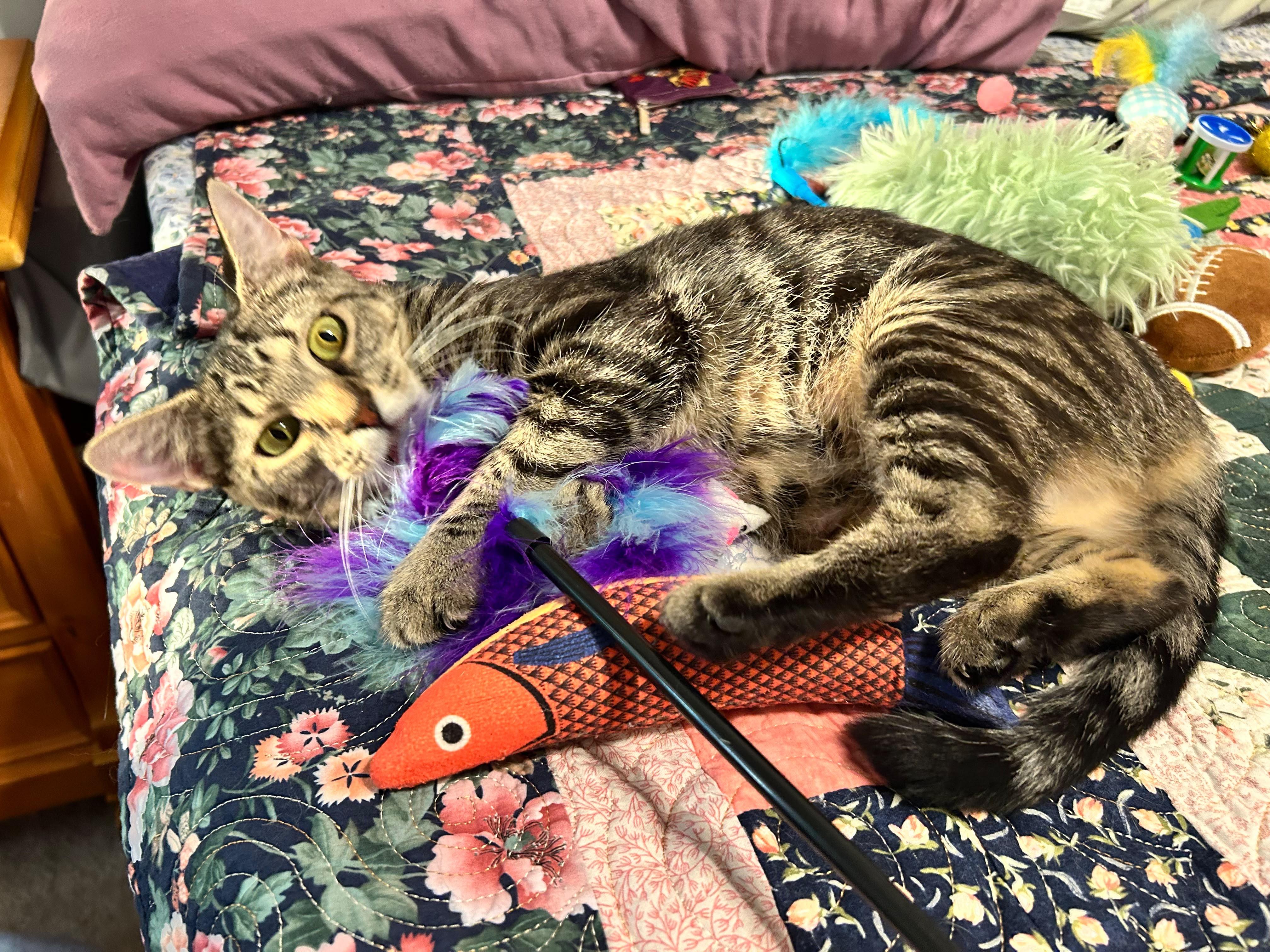Lumi, a ADOPTABLE Domestic Short Hair in Sanford, NC image 5/5