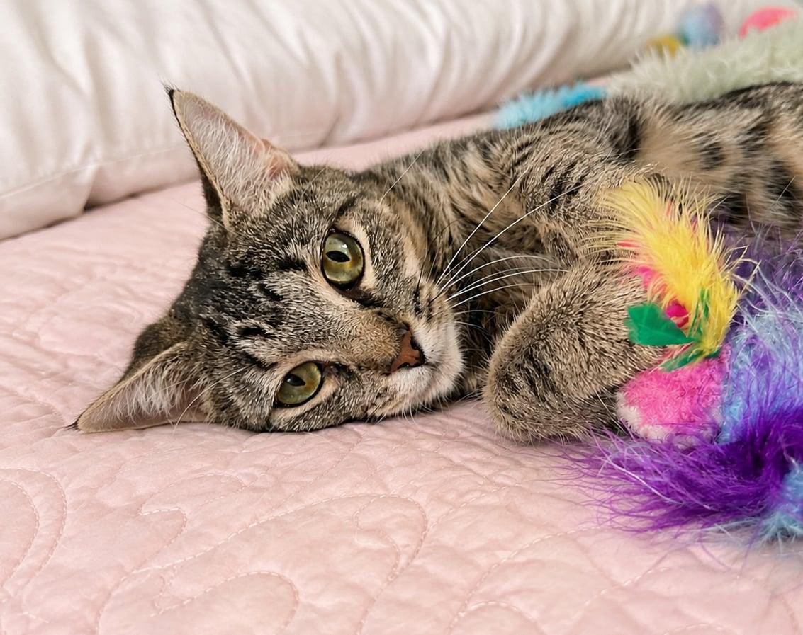 Lumi, a ADOPTABLE Domestic Short Hair in Sanford, NC image 1/5
