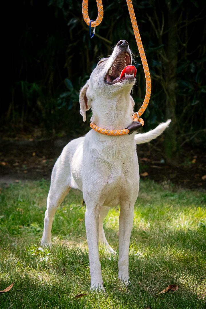 Enlarge Ben, a Adoptable mixed breed in Dover, NH image 6/6