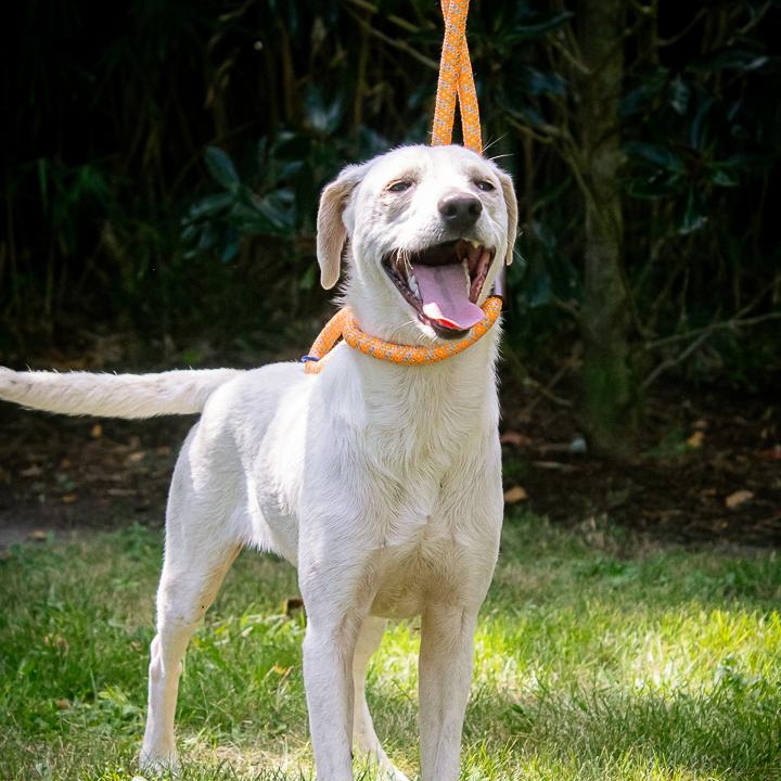 Ben, Adoptable, Young Male Whippet.