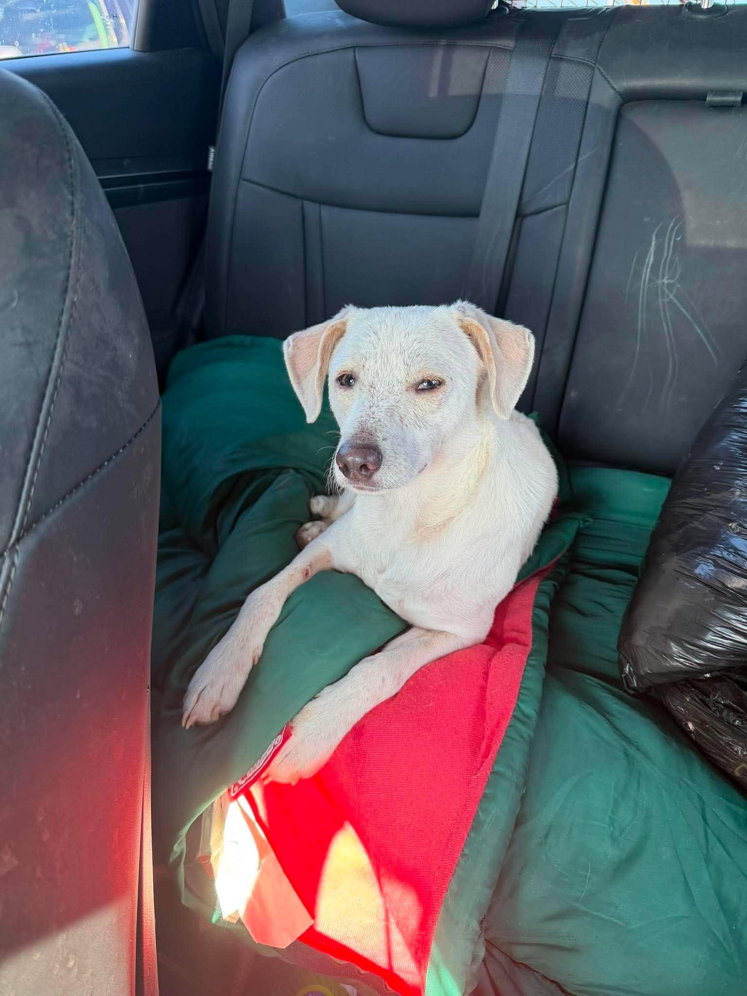 Enlarge Ben, a Adoptable mixed breed in Dover, NH image 3/6
