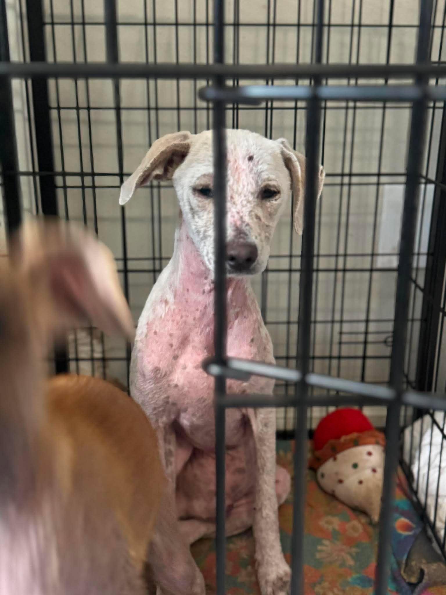 Enlarge Ben, a Adoptable mixed breed in Dover, NH image 2/6