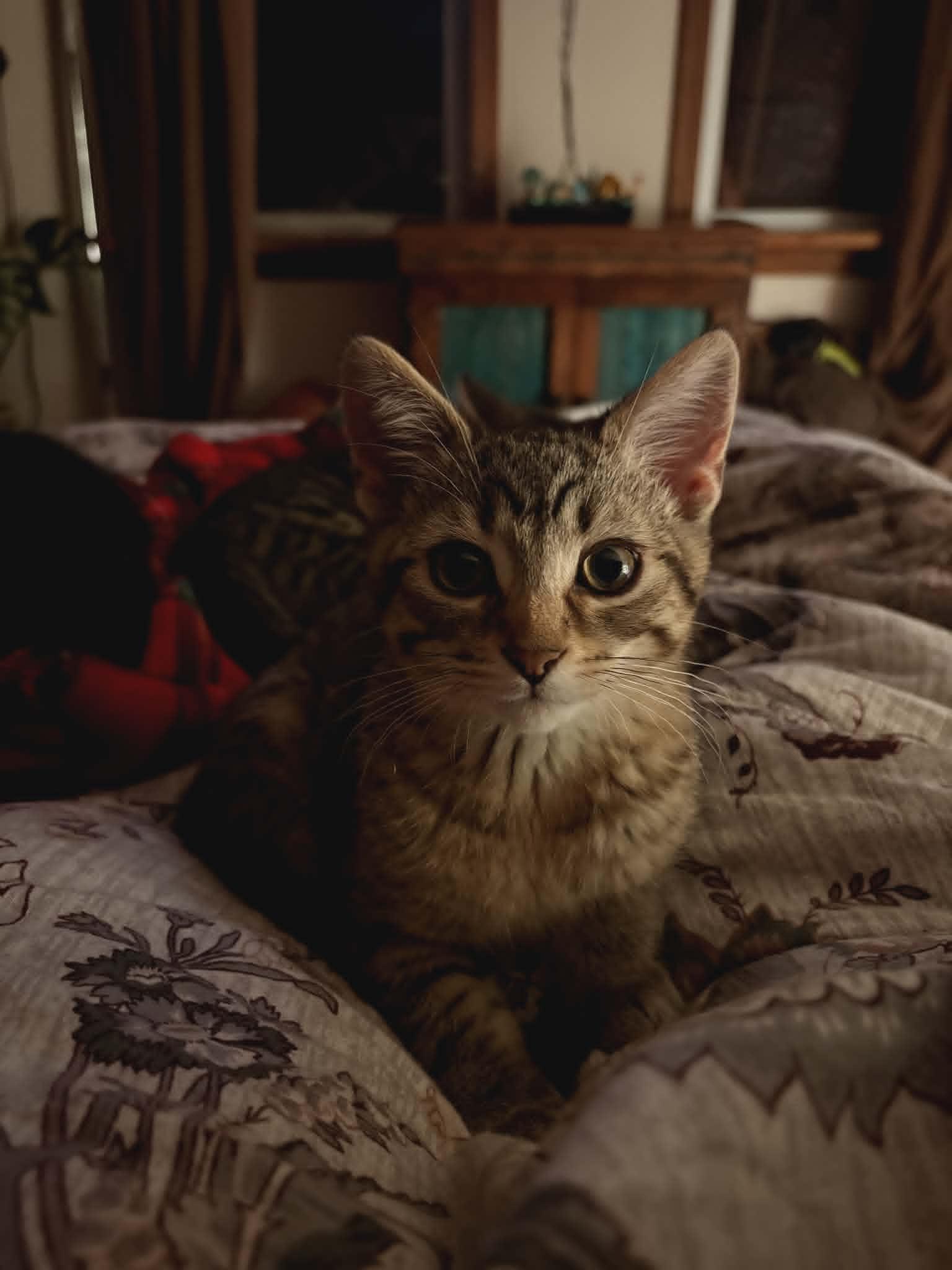 Enlarge Grinch, an adopted Domestic Short Hair in Shakespeare, ON image 1/1