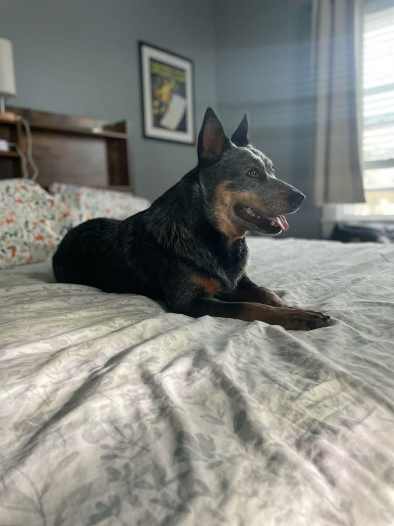 Enlarge Blue, a Adoptable Australian Cattle Dog / Blue Heeler in Pineville, NC image 2/6