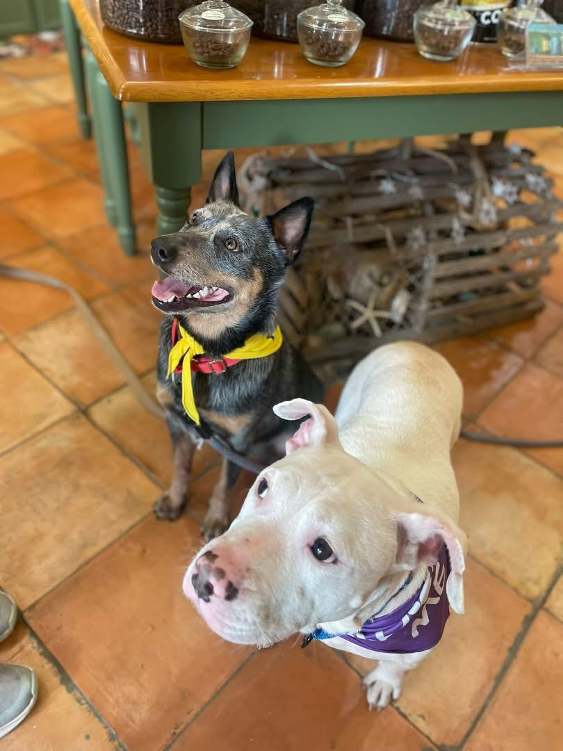 Enlarge Blue, a Adoptable Australian Cattle Dog / Blue Heeler in Pineville, NC image 4/6