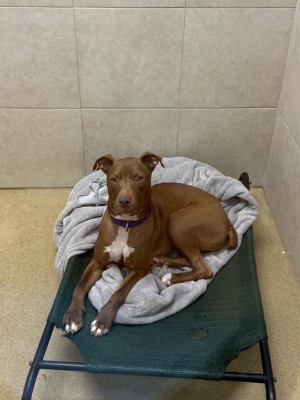 Enlarge Romeo, a Adoptable mixed breed in North Miami Beach, FL image 1/2