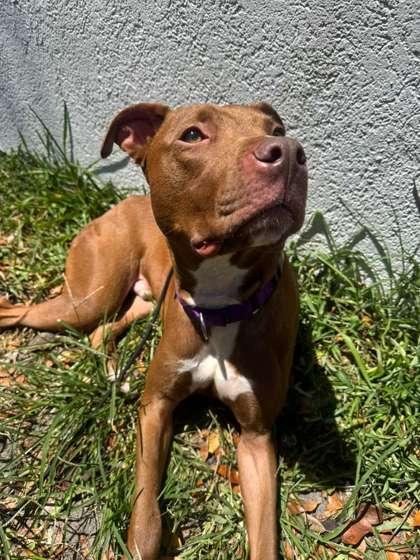 Romeo, Adoptable, Adult Male Terrier & Mixed Breed.