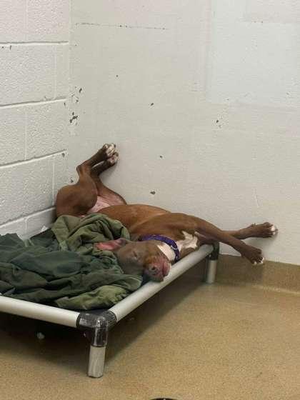 Romeo, Adoptable, Adult Male Terrier & Mixed Breed.