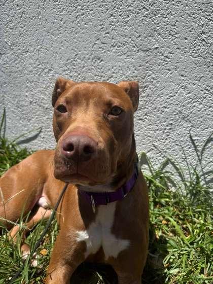 Enlarge Romeo, a Adoptable mixed breed in North Miami Beach, FL image 2/3